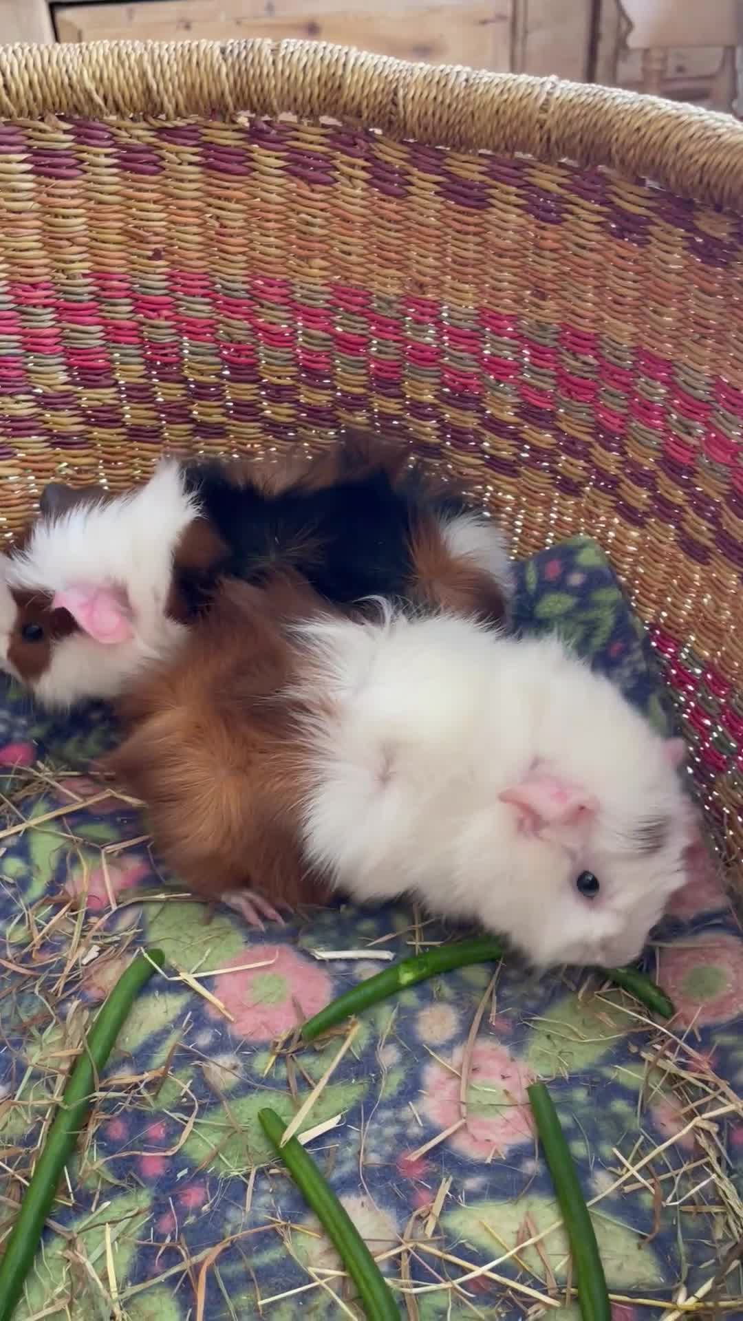Guinea Pig rodents for sale: Beautiful baby guinea pigs - Video 1