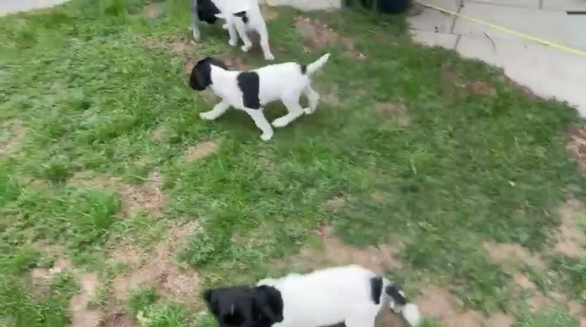 English Springer Spaniel dogs for sale: LAST BOY READY NOW! IR FTCH Sired  - Video 1