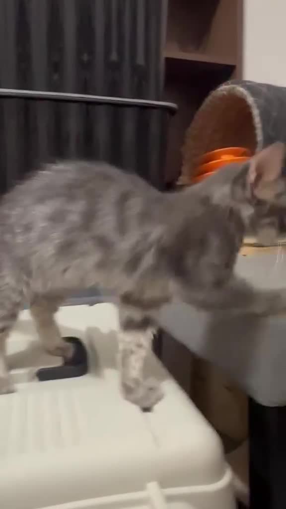 Mixed Breed cats for adoption: Tiresias – Majestic by name and personality - Video 5