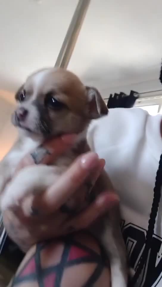 Chihuahua dogs for sale: 2 female chihuahuas - Video 2