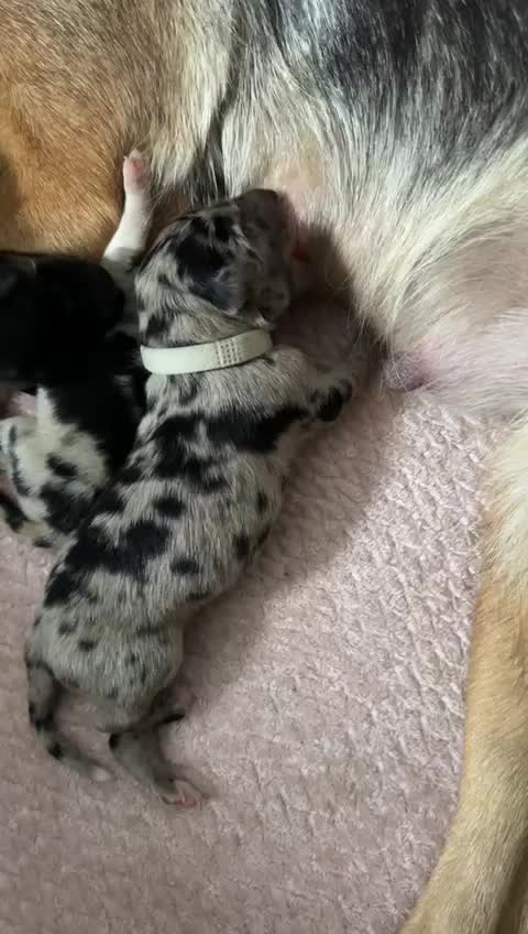 Border Collie dogs for stud: Proven pure bred tri coloured merle collie stud in Fakenham - Video 3