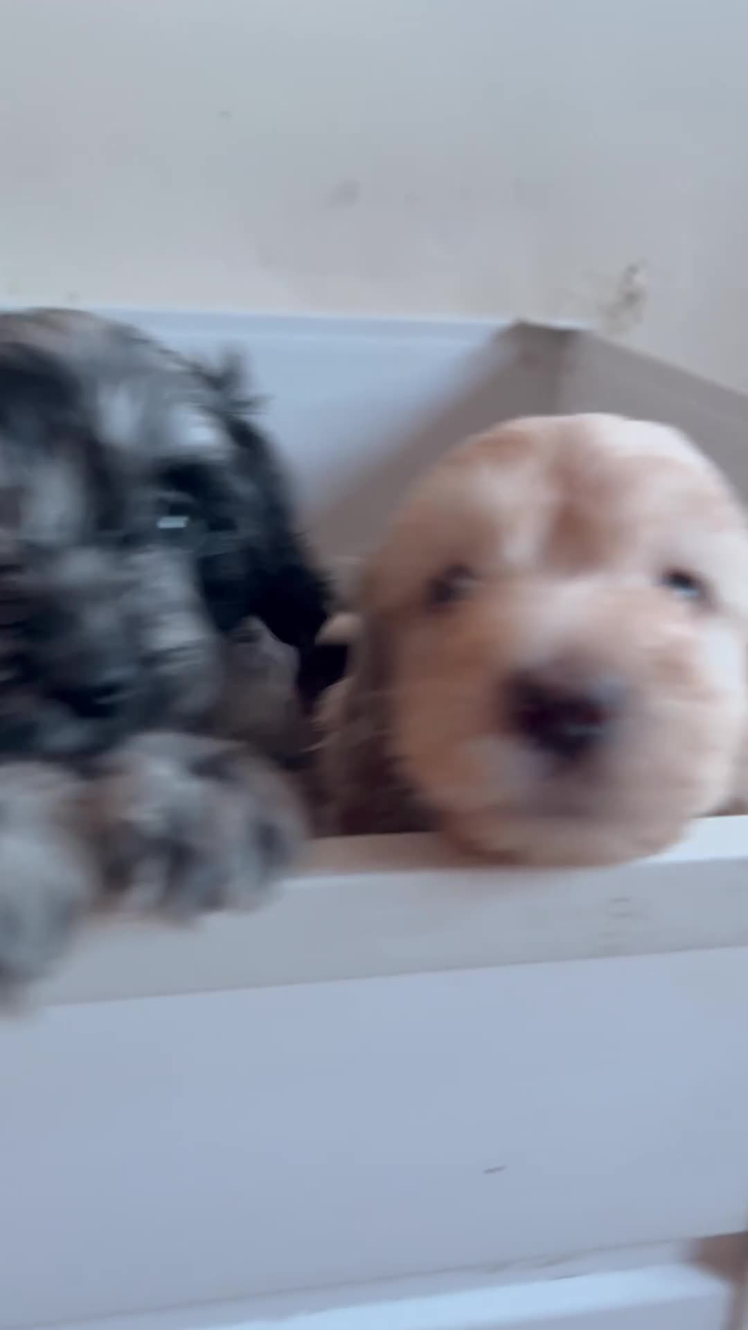 Cockapoo dogs for sale: Cockapoo puppies F1b - Video 1