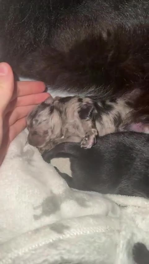 Pomeranian dogs for sale: One time only purebreed pom pups (blue merle gene) - Video 1