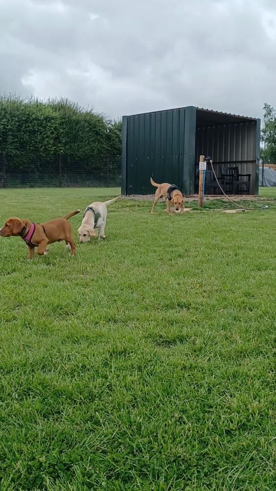 Labrador Retriever dogs for sale: Beautiful 20 month old red fox Labrador  in Hereford - Video 1