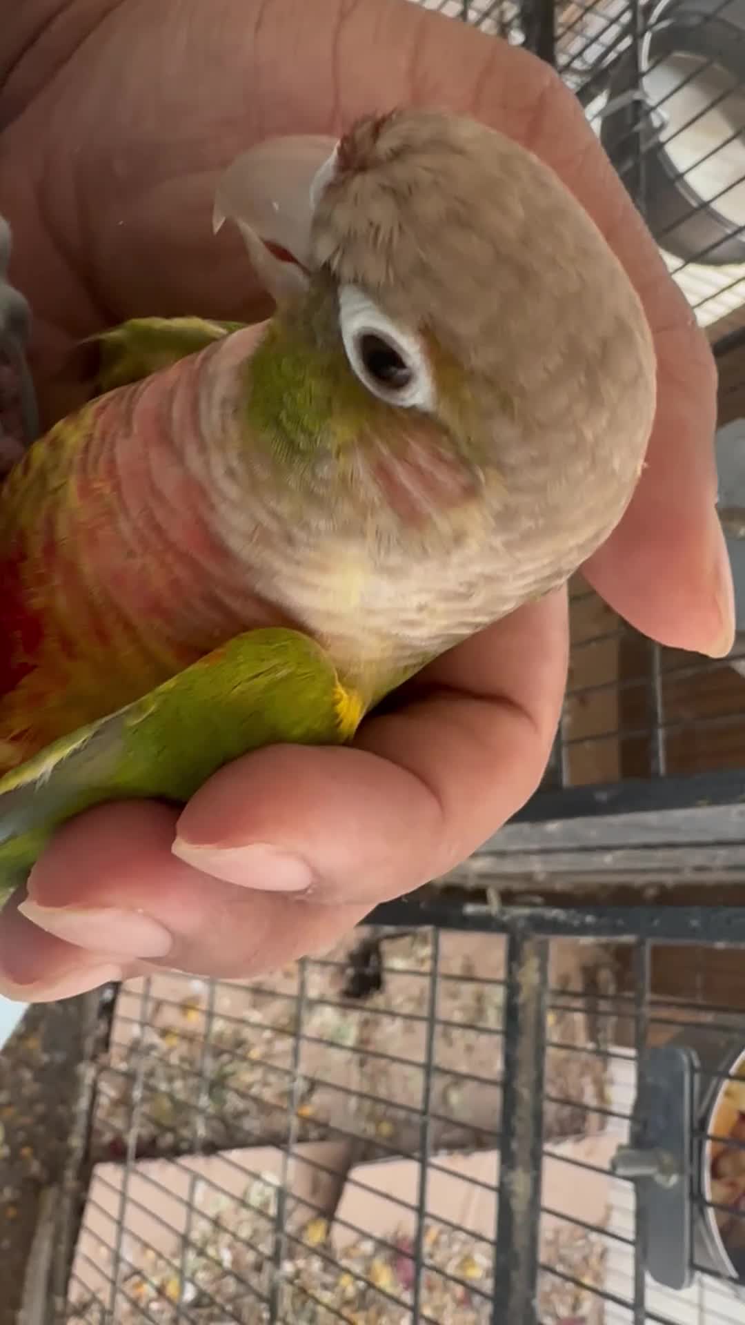 Conures birds for sale: Pineapple conure pair - Video 2