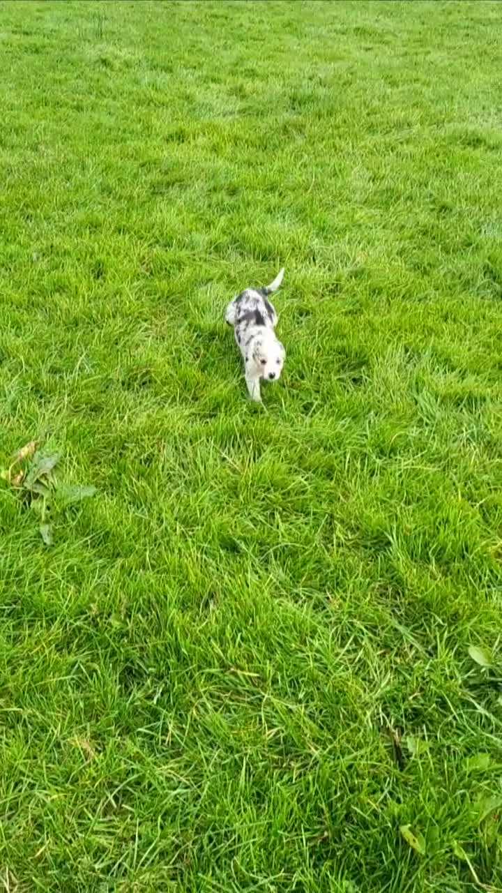 Mixed Breed dogs for sale: 7 Lovely Puppies 2Blue Merle and 5 border Collies. - Video 2