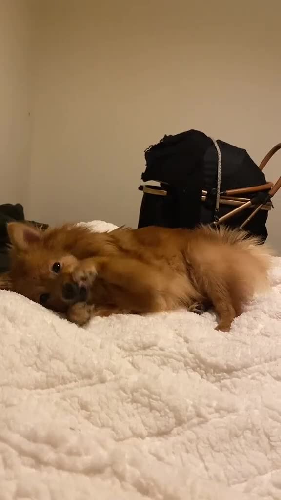 German Spitz dogs for sale: German Spitz - Video 1