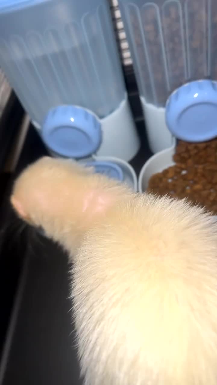 Ferret rodents for sale: Ferret - Video 2