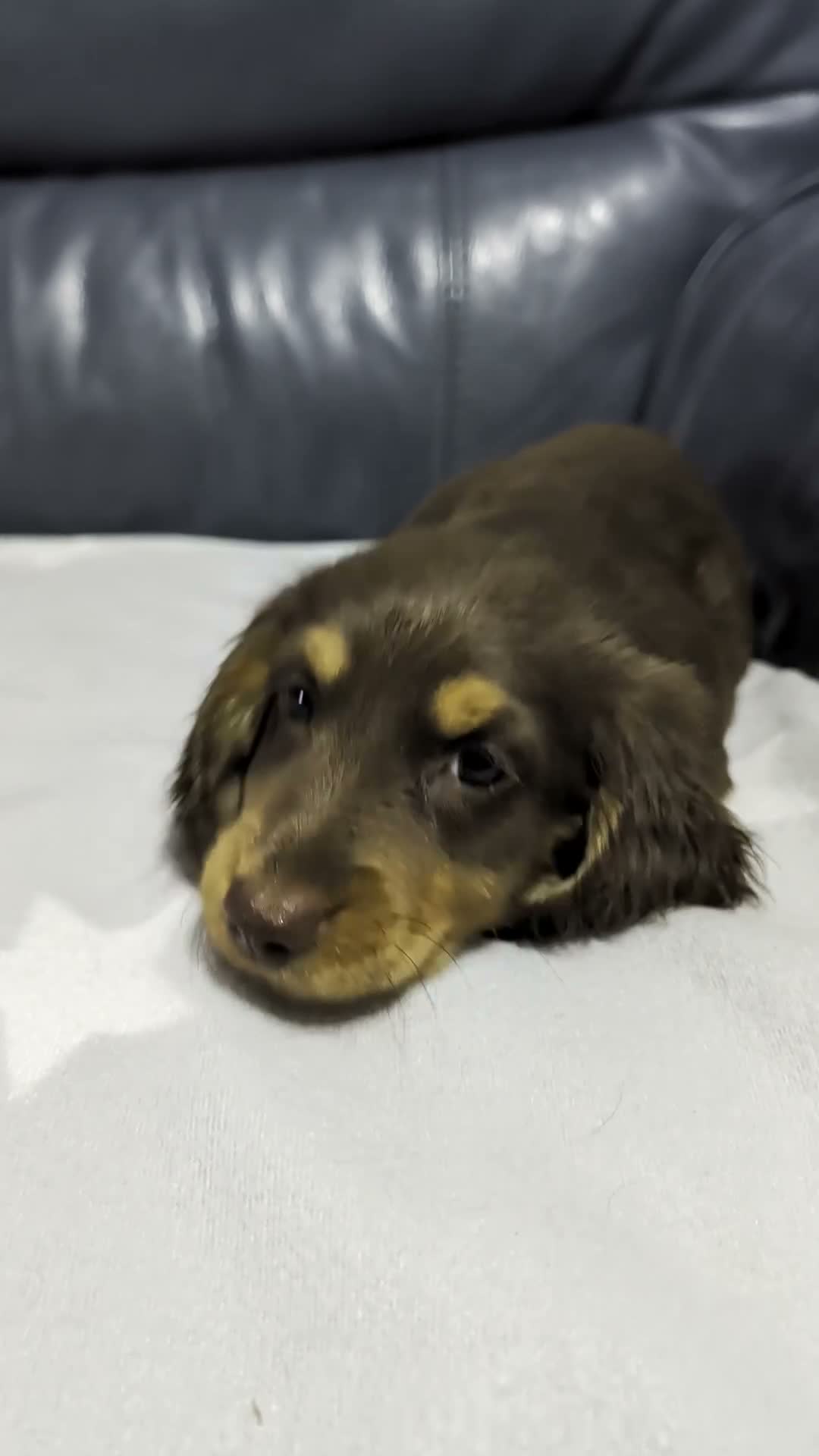 Miniature Dachshund dogs for sale: Miniature Longhaired Dachshund Puppies - Video 2