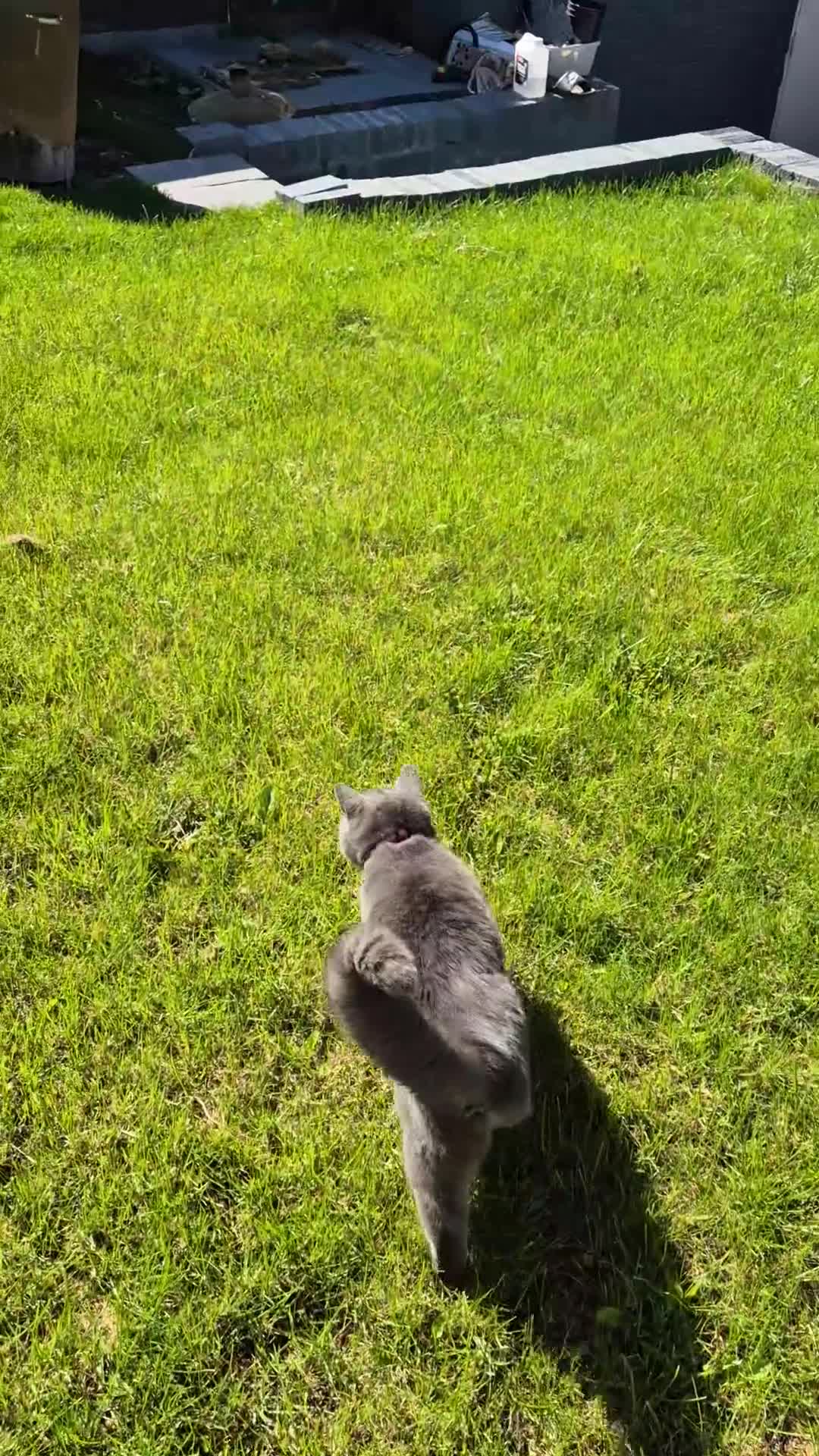 British Shorthair cats for sale: Female british short hair - Video 1