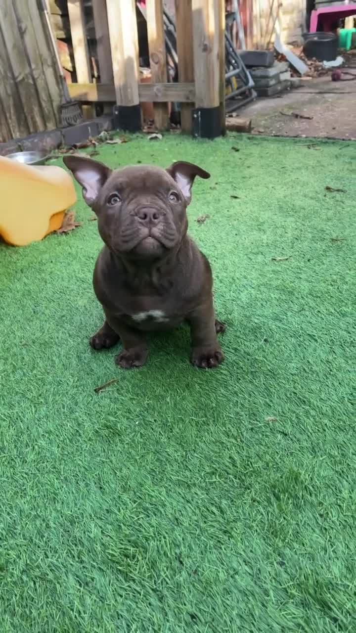 American Bully dogs for sale: Micro Exotic Bully ABR Females - Video 3