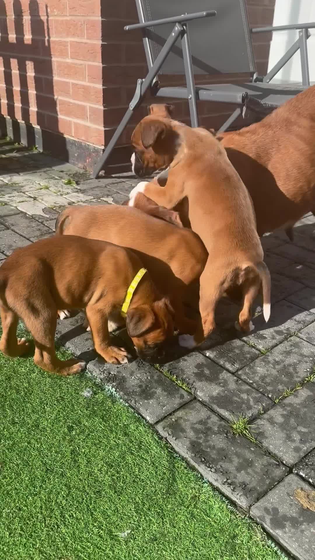 Boxer dogs for sale: Last female boxer looking for there new  home  - Video 1