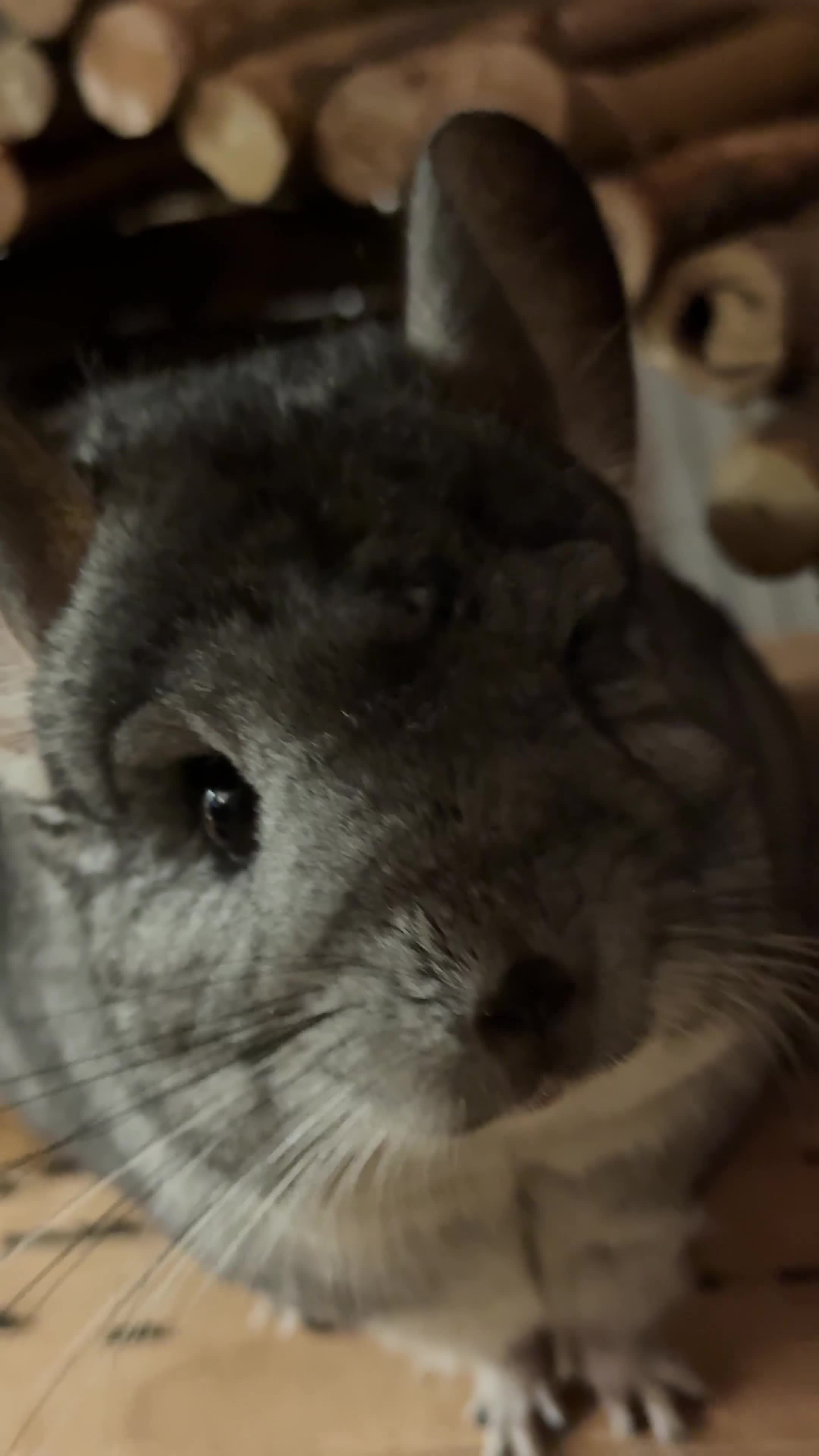 Chinchilla rodents for sale: Looking to rehome my beloved chinchilla girls - Video 2