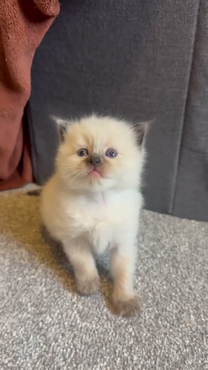 Ragdoll cats for sale: TWO RAGGDOLL-PERSIAN BOYS - Video 1