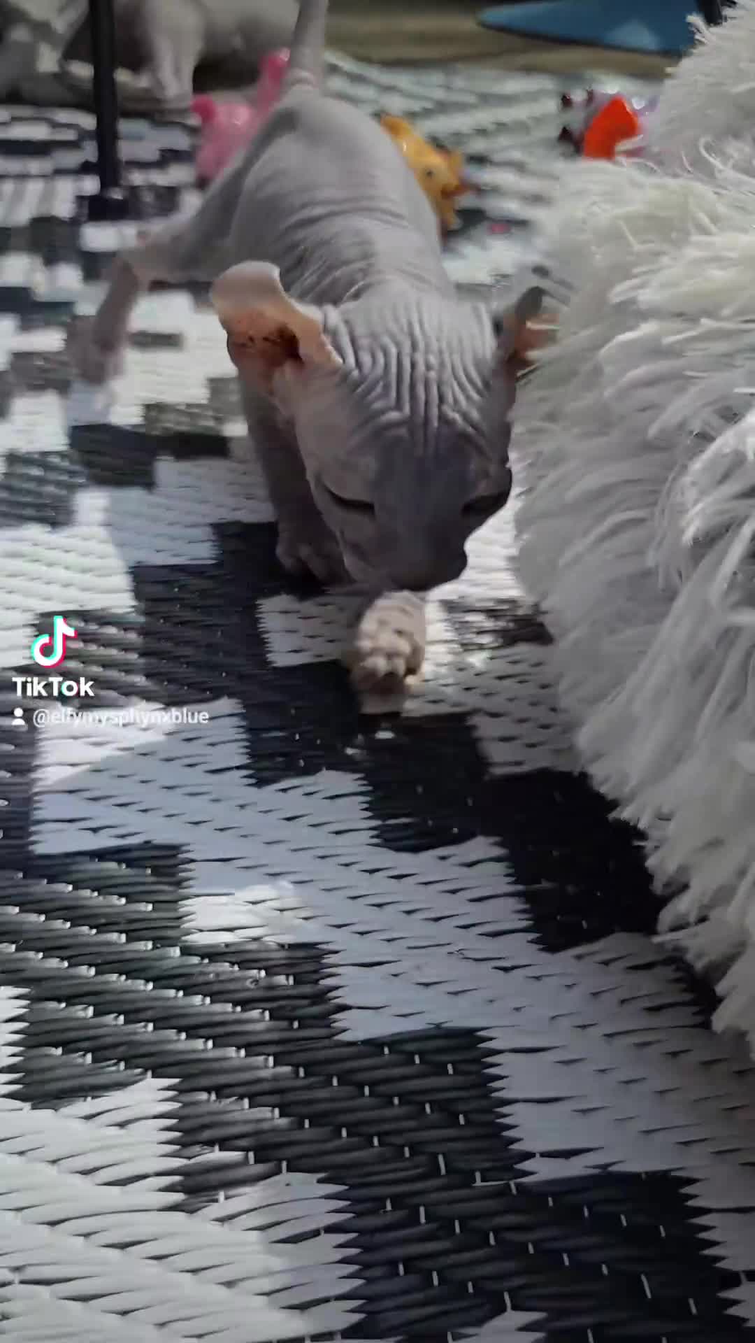 Sphynx cats for sale: Elf Sphynx Kittens  - Video 2