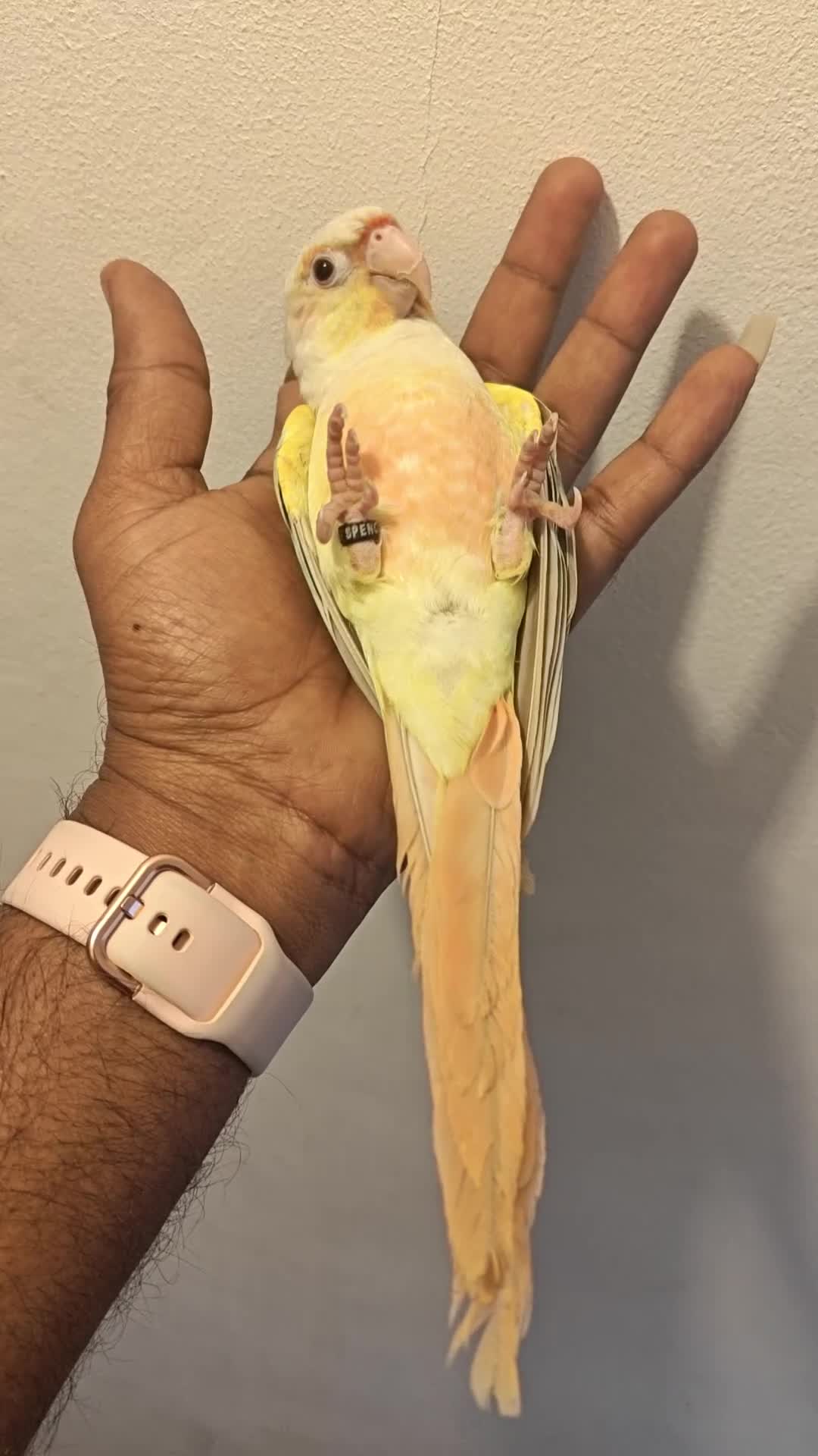 Conures birds for sale: Silly rammed Moon cheek conure - Video 4