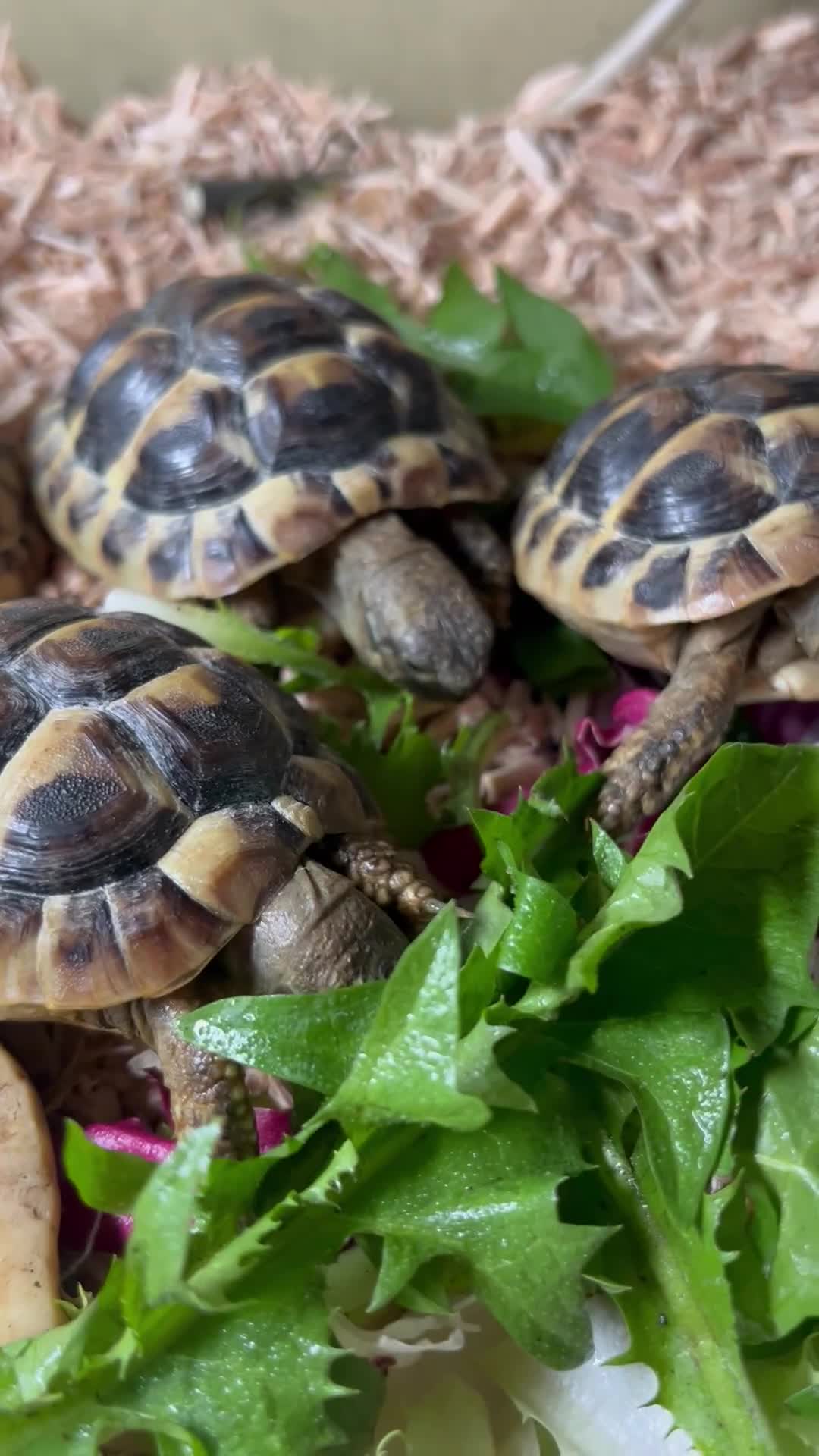 Hermann Tortoise reptiles for sale: Herman’s Tortoise  - Video 1
