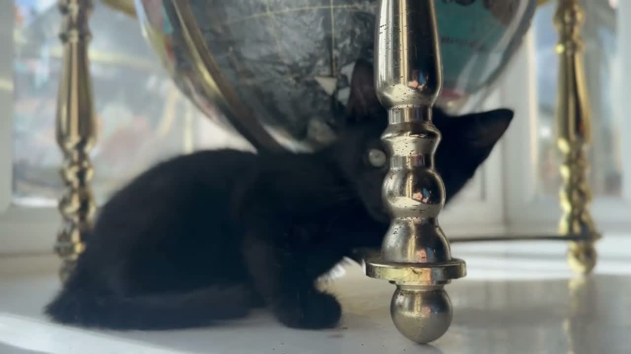 Mixed Breed cats for sale: Beautiful litter domestic short haired kittens - Video 2