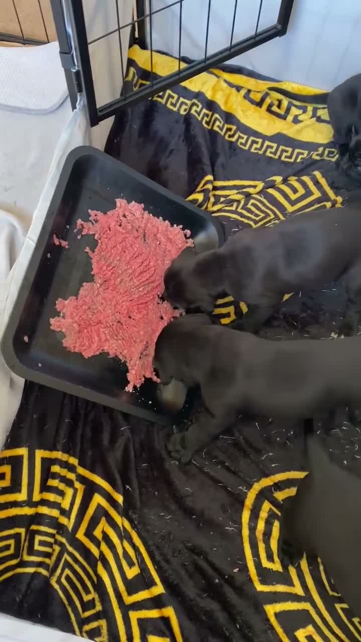 Cane Corso dogs for sale: X4 female cane corso  - Video 1