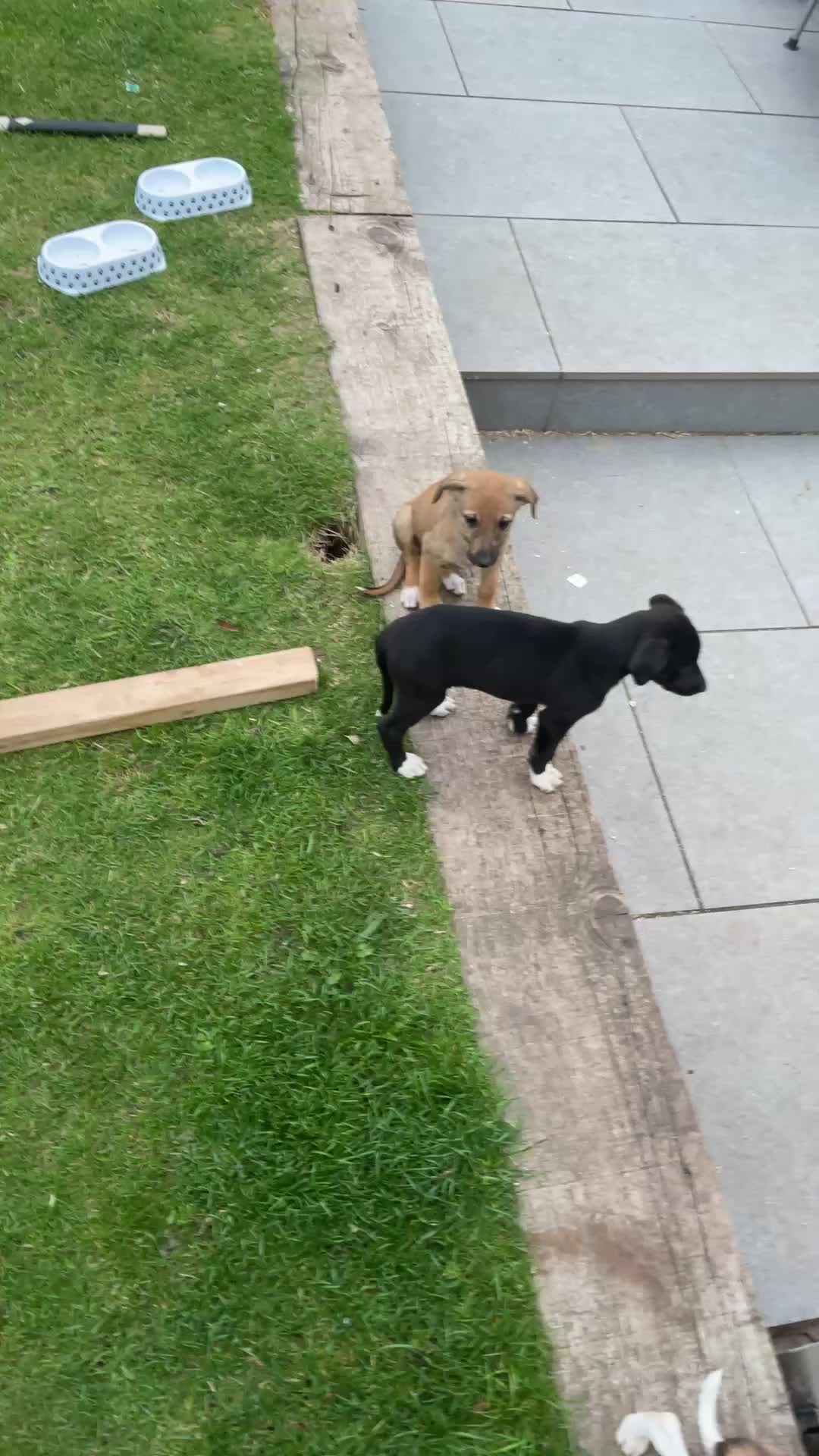 Mixed Breed dogs for sale: Lurcher pups - Video 2