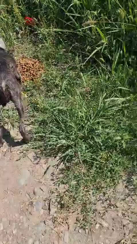 Mixed Breed dogs for adoption: A Beautiful and Gentle Girl - for a Loving Home - Video 5
