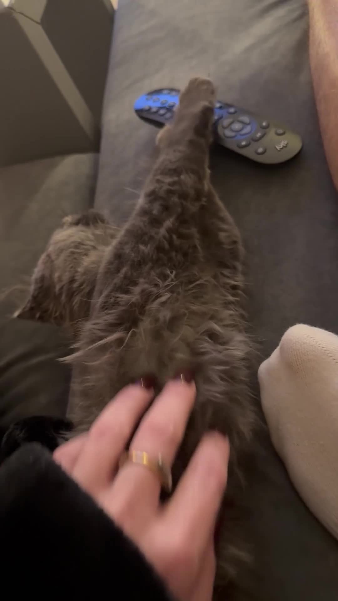 Maine Coon cats for sale: Last Beautiful Maine Coon Girl ready now - Video 1