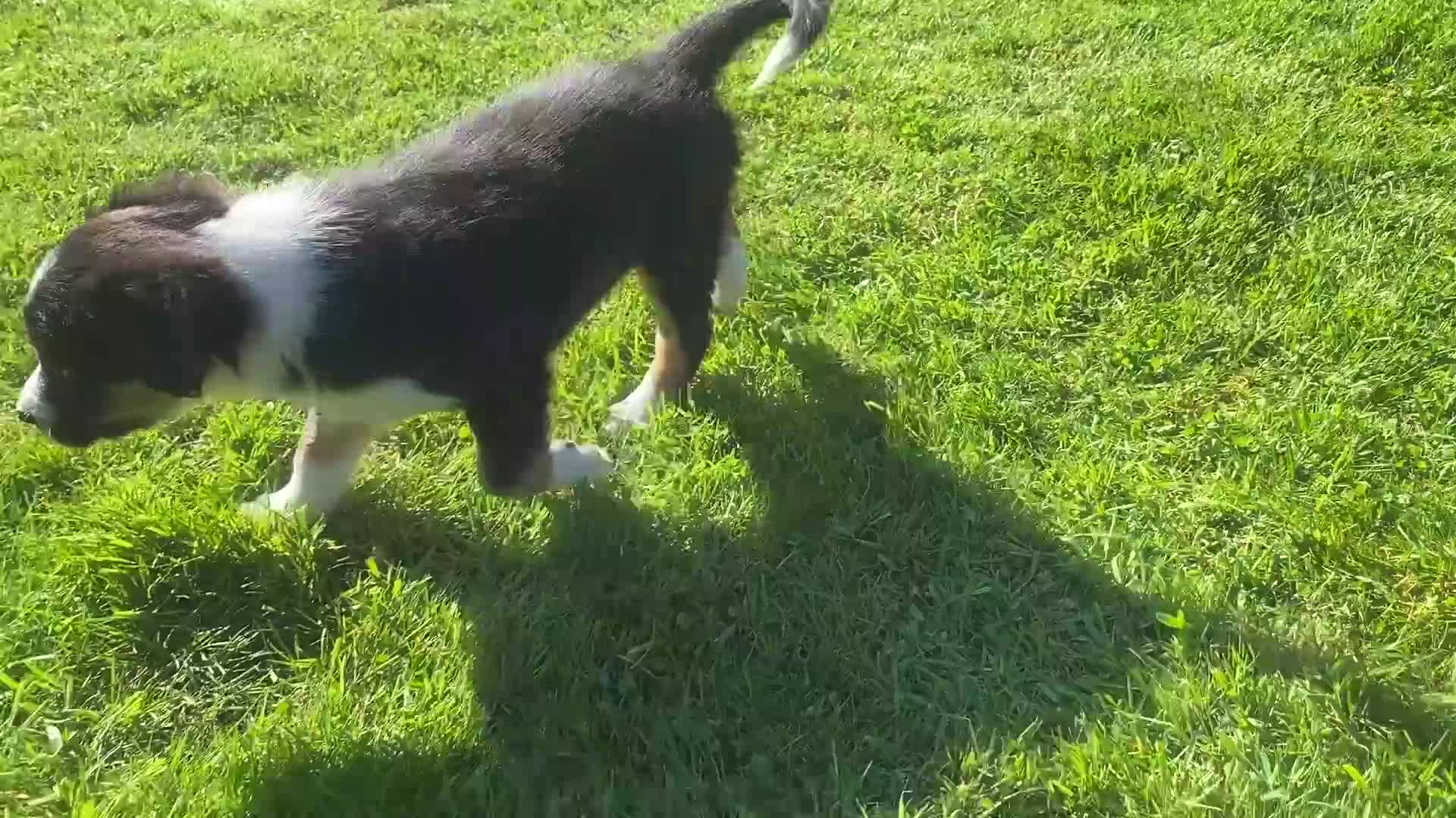 Border Collie dogs for sale: Border Collie Puppies Fully Health Tested Parents - Video 1