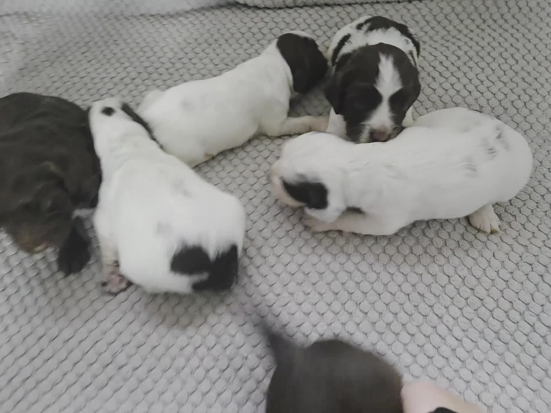 Sprocker dogs for sale: Sprocker puppies for sale - Video 1