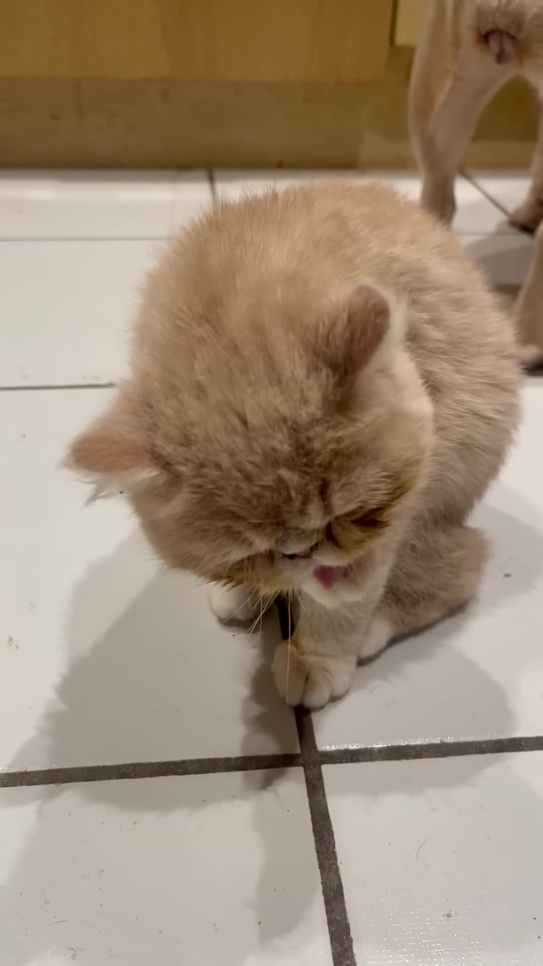 Exotic cats for sale: GORGEOUS CREAM/WHITE FEMALE KITTEN - Video 1