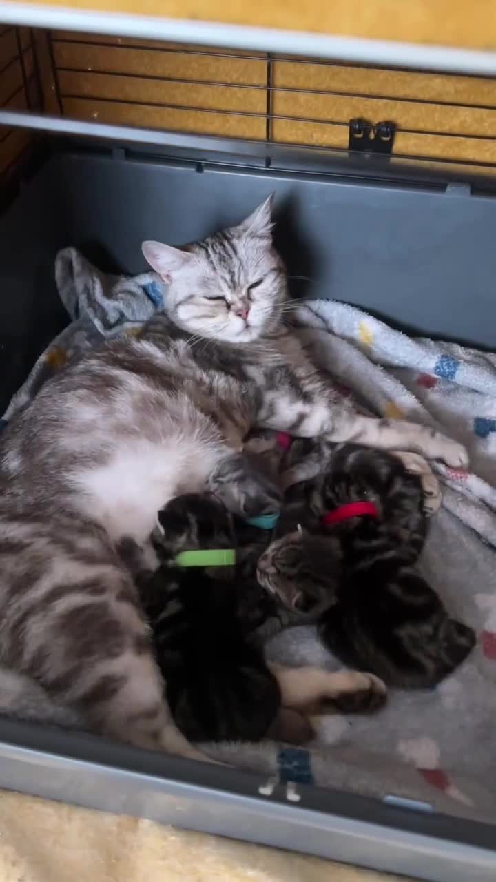 British Shorthair cats for sale: BSH cross bengal kittens. Please read information  - Video 1
