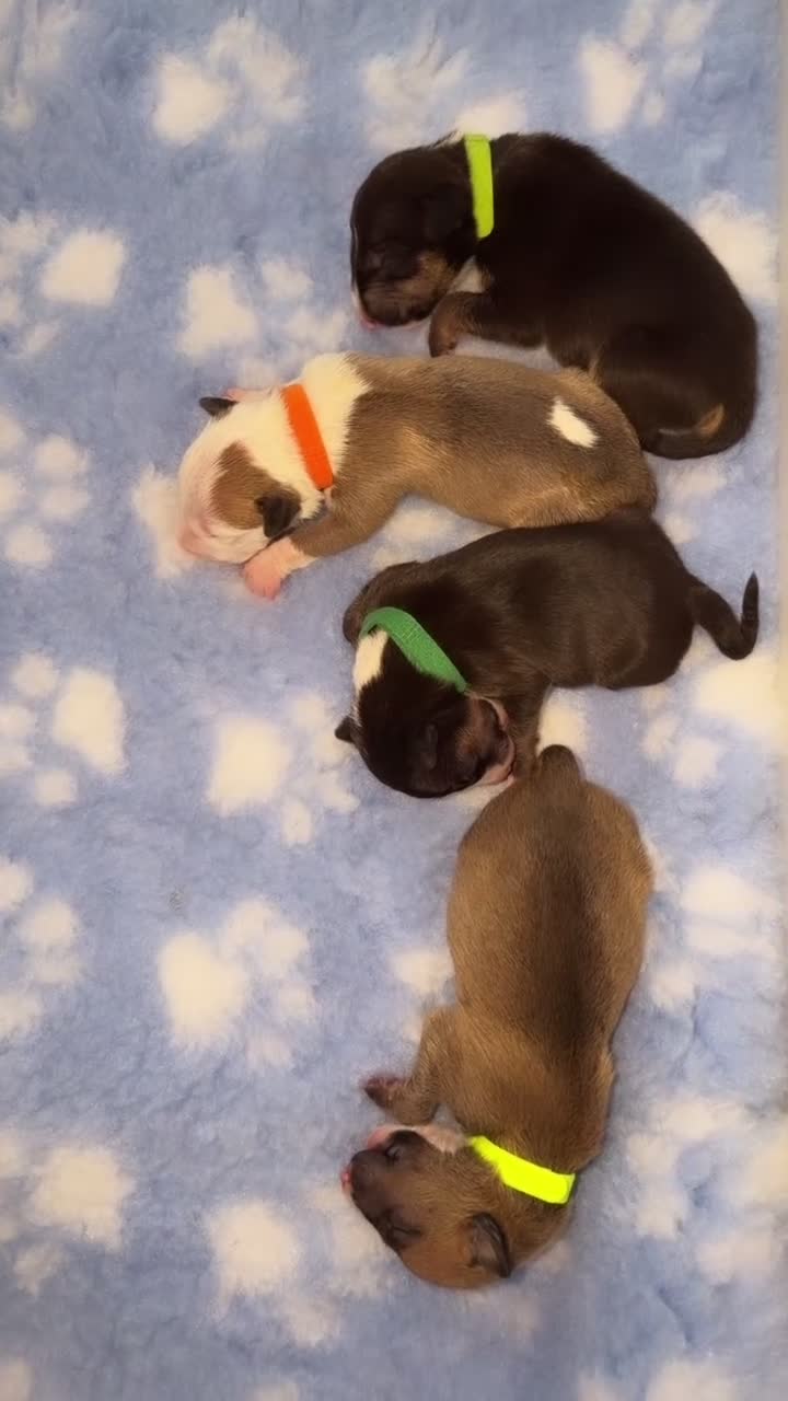 English Bull Terrier dogs for sale: Beautiful Quality KC English Bullterrier Puppies  - Video 1