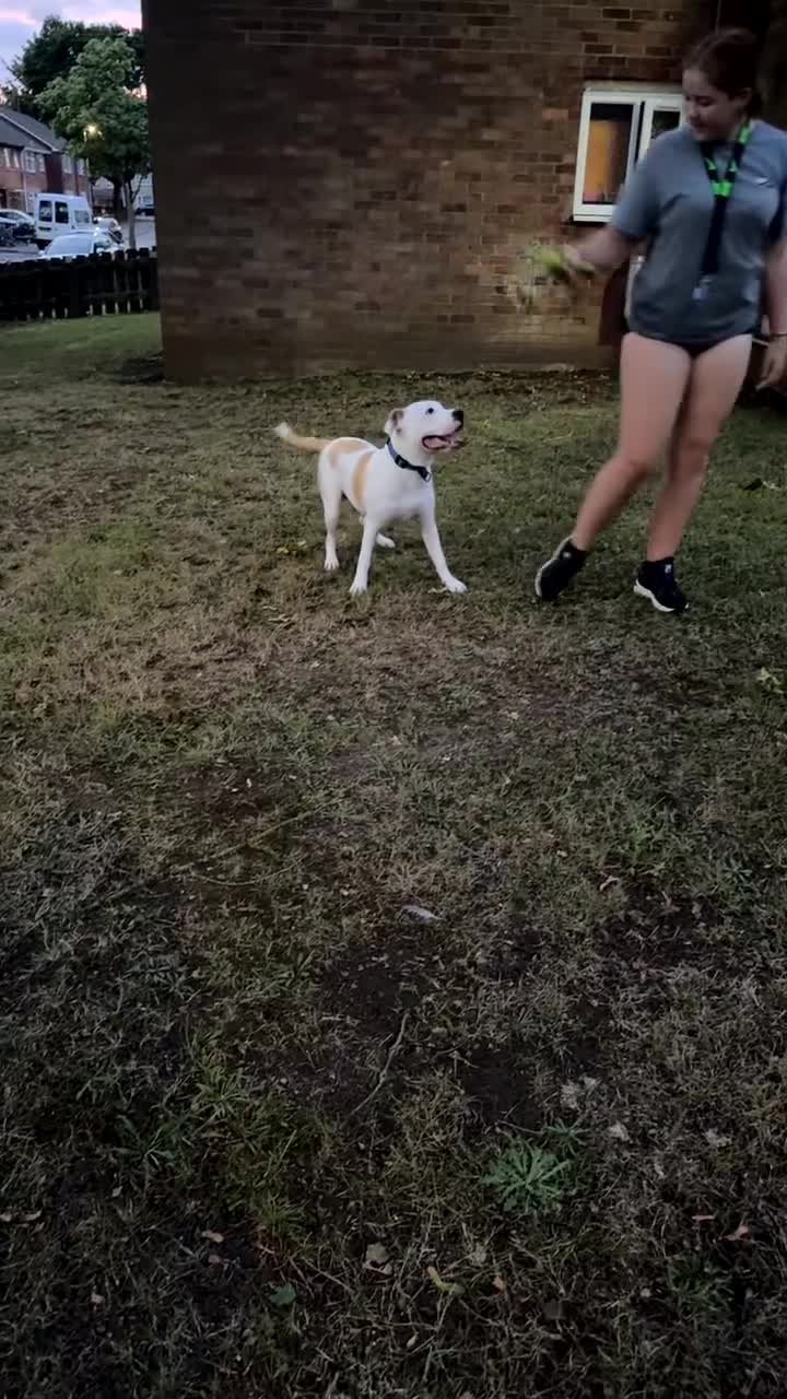 American Bulldog dogs for sale: This it Bruce he is American bulldog  - Video 1