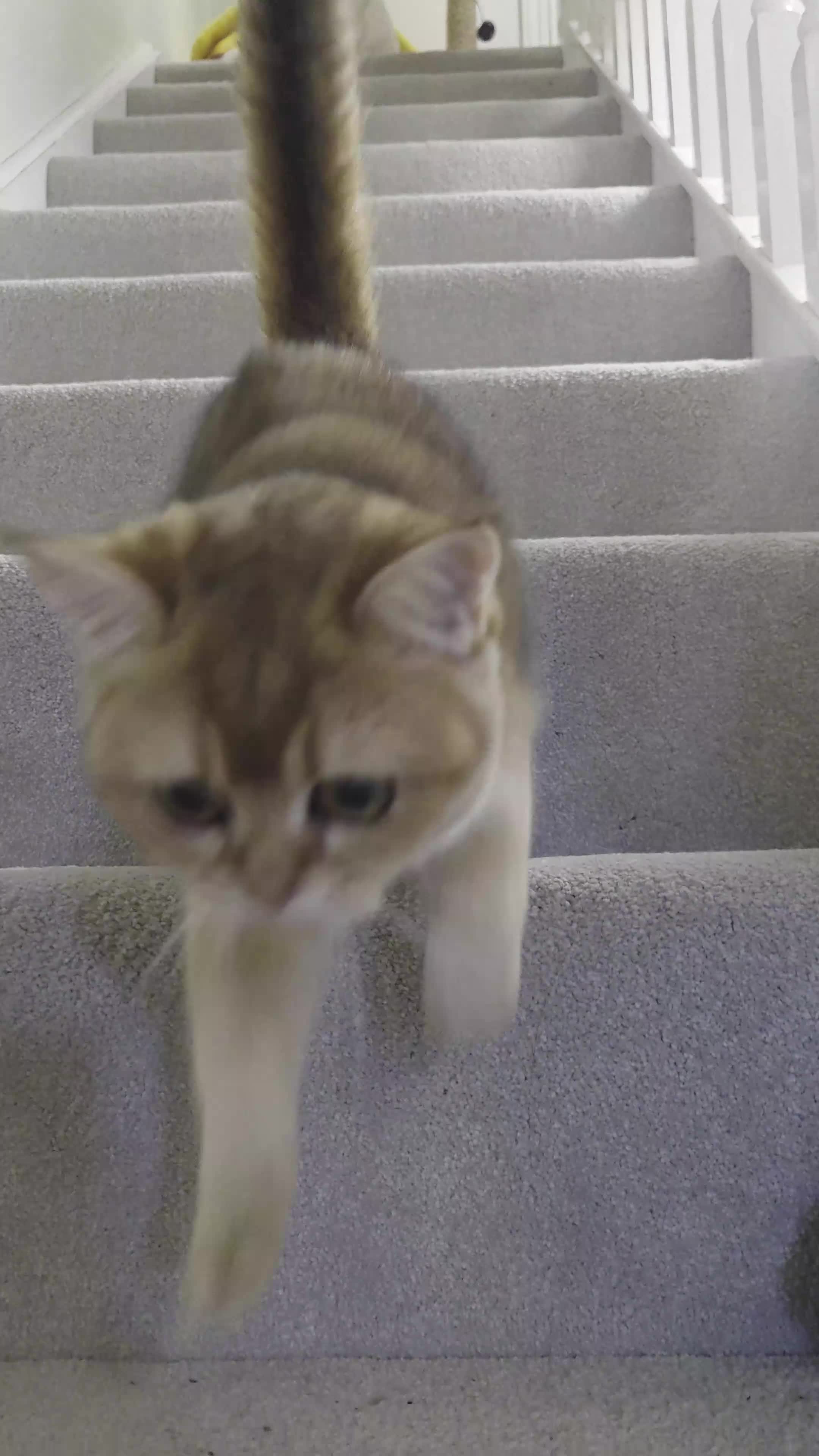 Scottish Fold cats for sale: Pedigree Golden chinchilla, TICA registered - Video 1