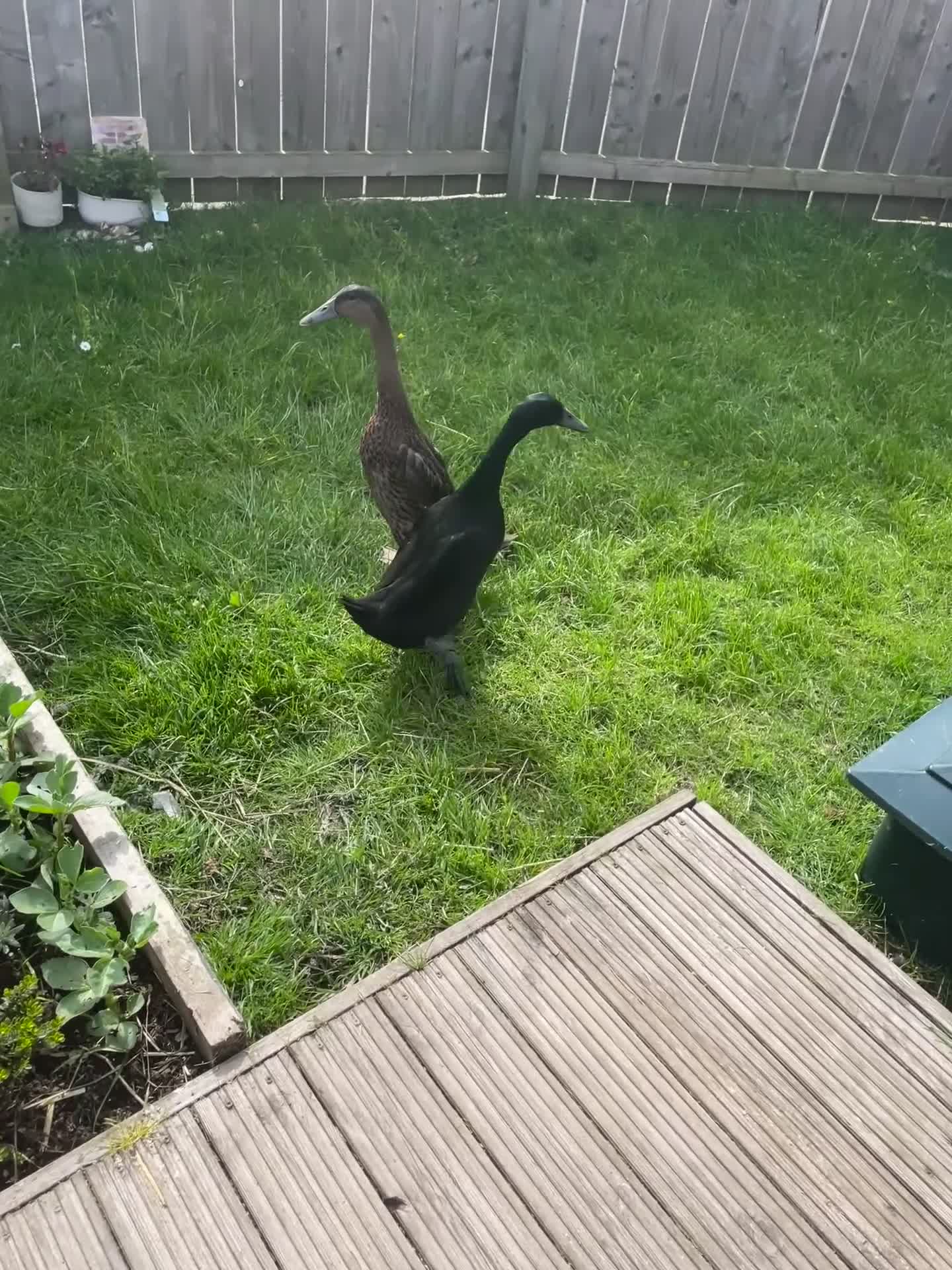 Waterfowl poultry for sale: Runner Ducks - 10 weeks old in Blyth - Video 1