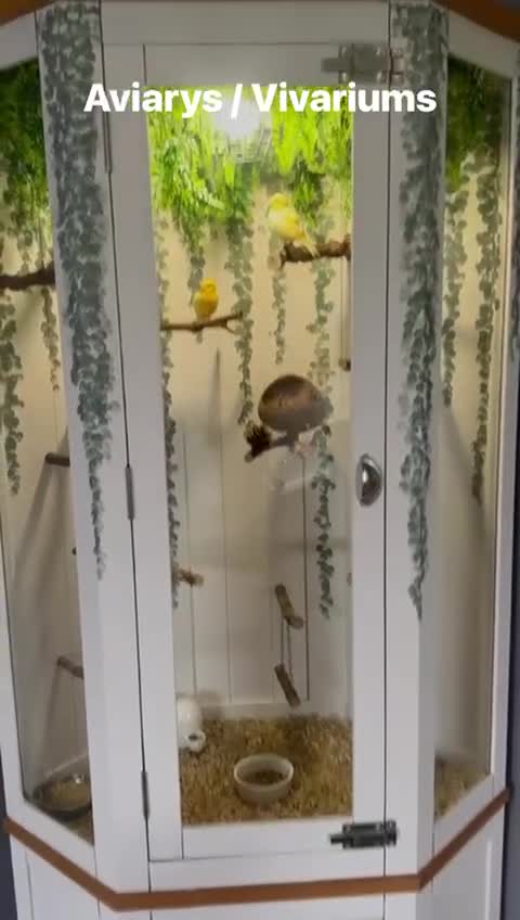 Finches birds for sale: Beautiful Aviary with lights  - Video 1