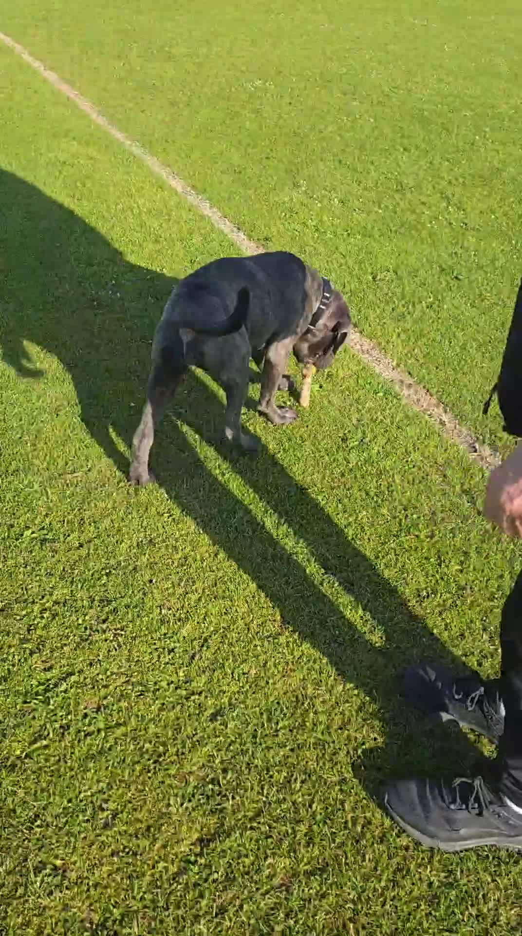 Cane Corso dogs for sale: Cane corso for sale - Video 1