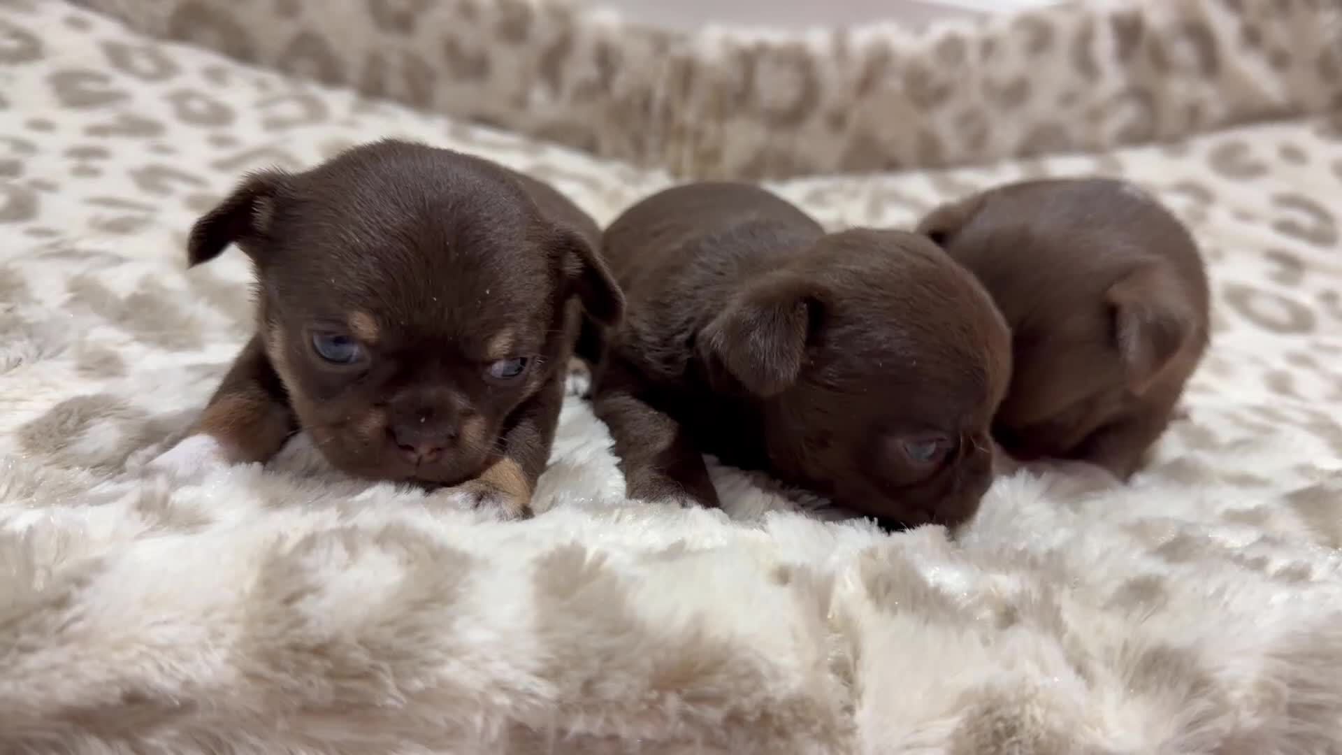 Chihuahua dogs for sale: ✨Adorable short haired females chihuahua✨ in Stanmore - Video 1