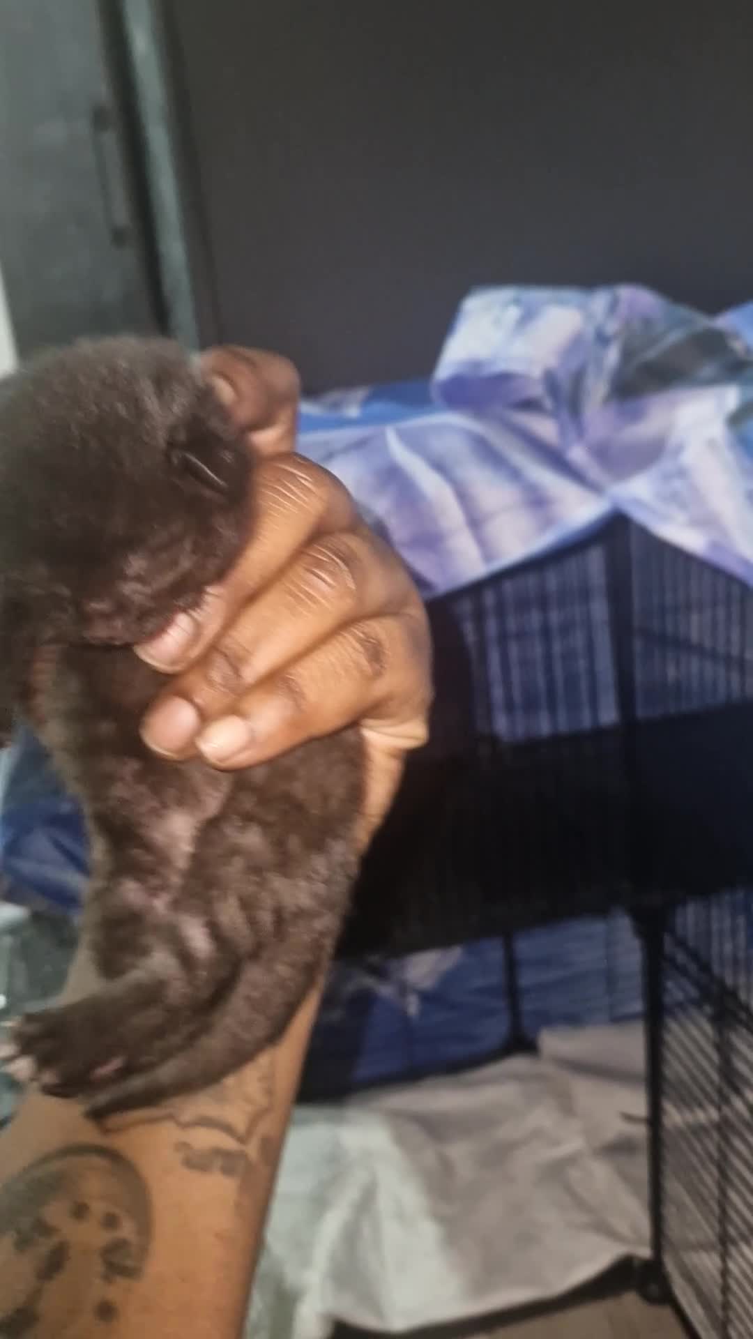 Mixed Breed cats for sale: 3 fluffy Kittens for sale  - Video 2
