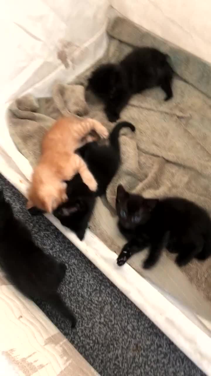 British Shorthair cats for sale: 6 beautiful kittens  - Video 1
