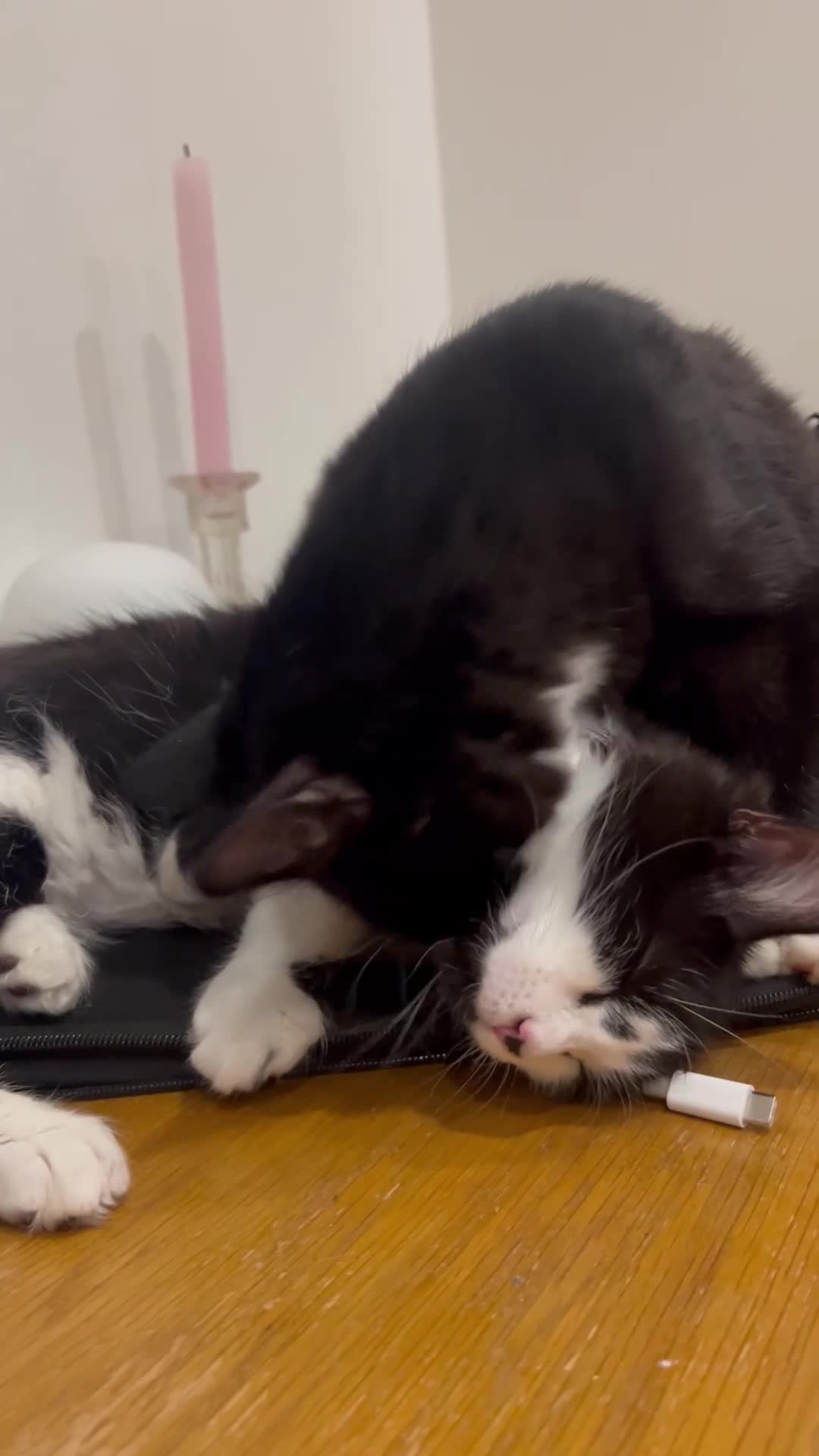 Mixed Breed cats for sale: Sweetest Bonded 6 month kittens (brother & Sister) - Video 1