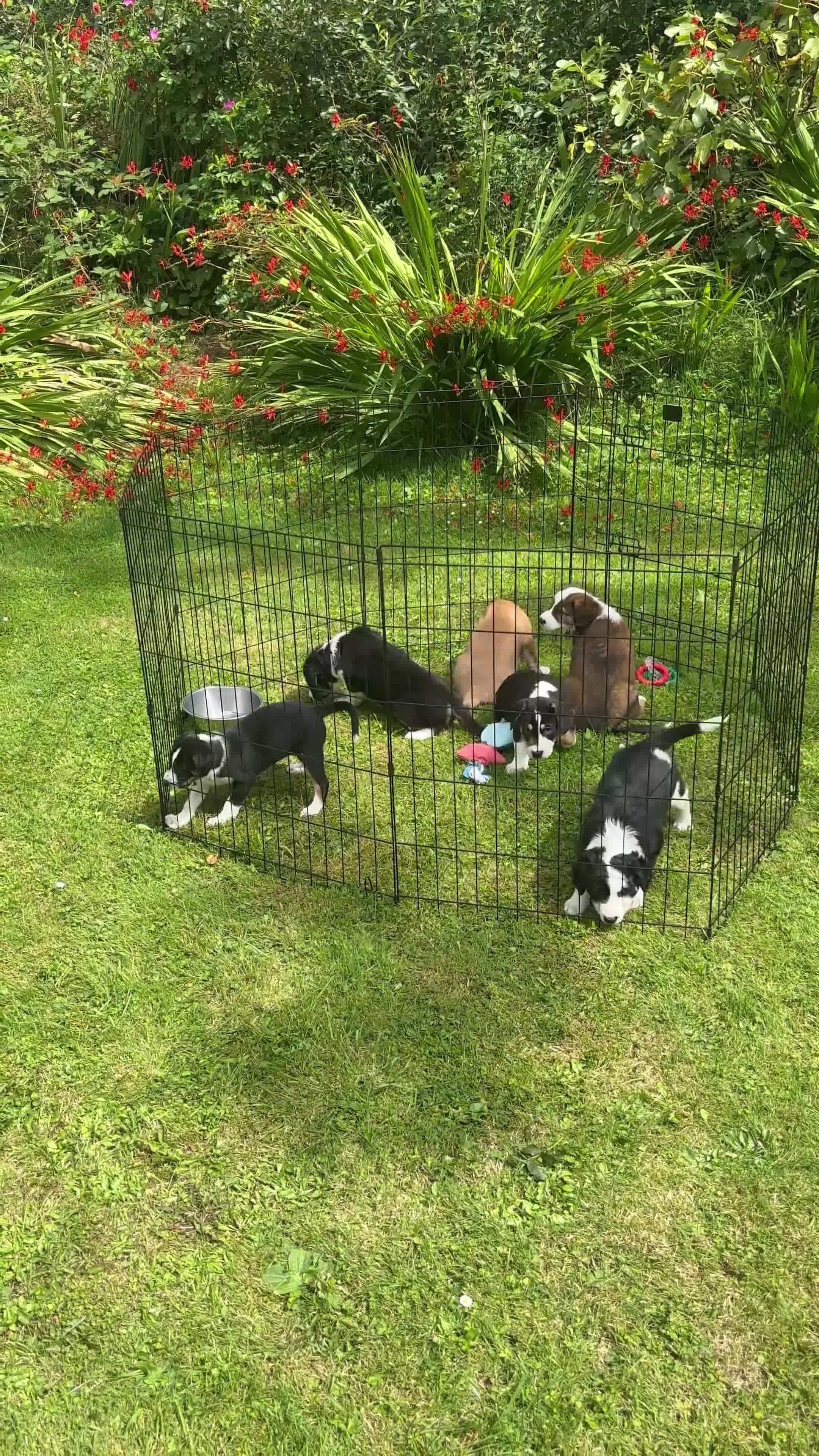 Mixed Breed dogs for sale: Collie x Lurcher Springer - Video 1