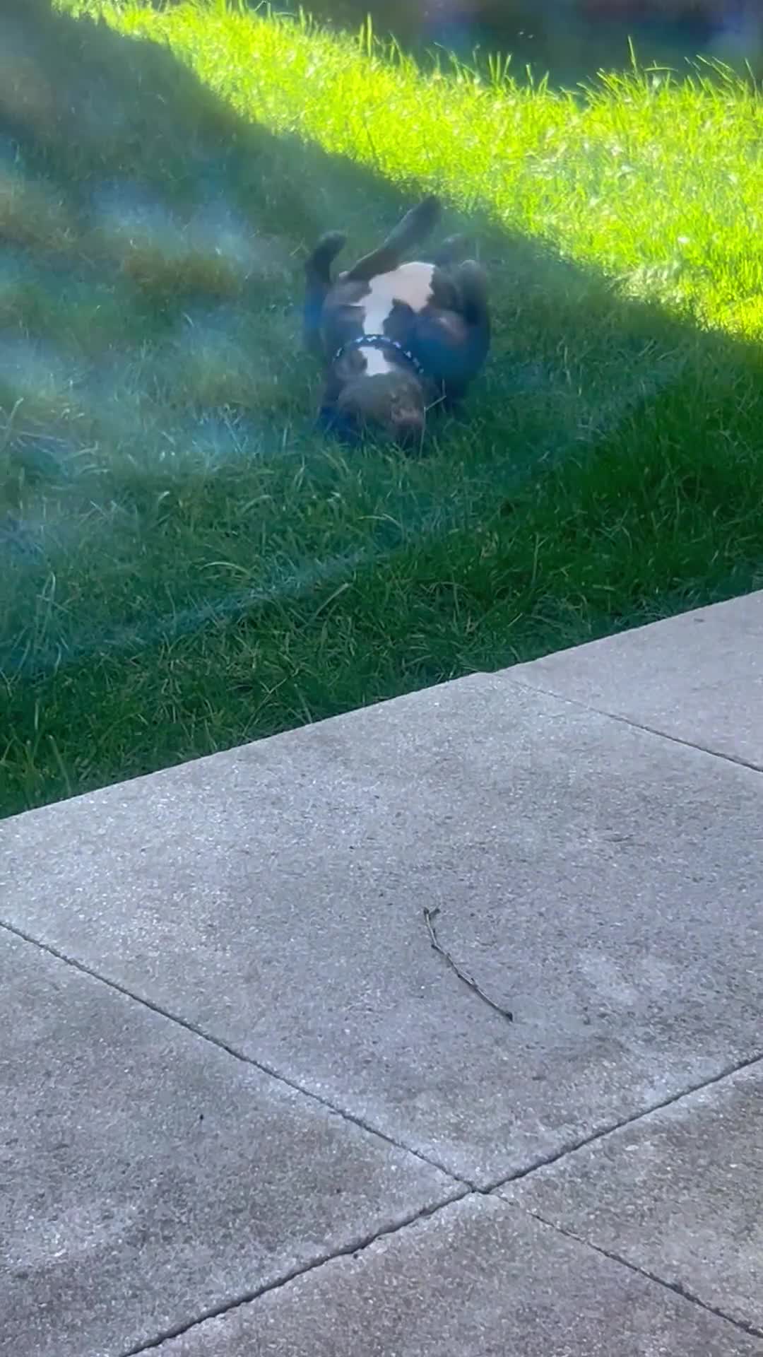 French Bulldog dogs for sale: 3 year old Milo - Video 1