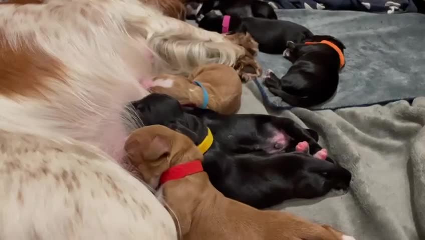 Cocker Spaniel dogs for sale: Working Cocker Spaniel Puppies - Video 3