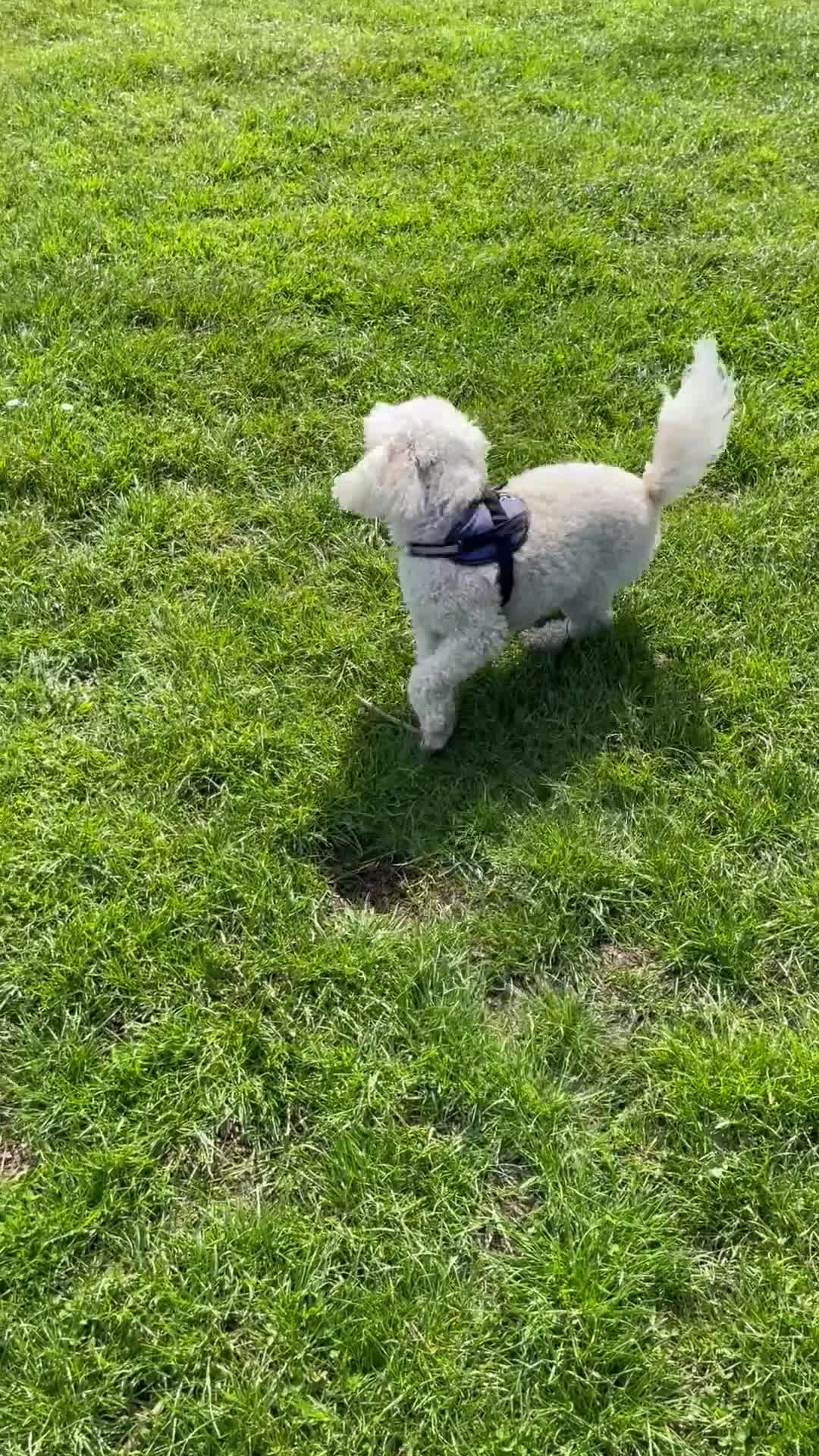 Cavapoo dogs for sale: 5yr Cavapoo rehoming - Video 2