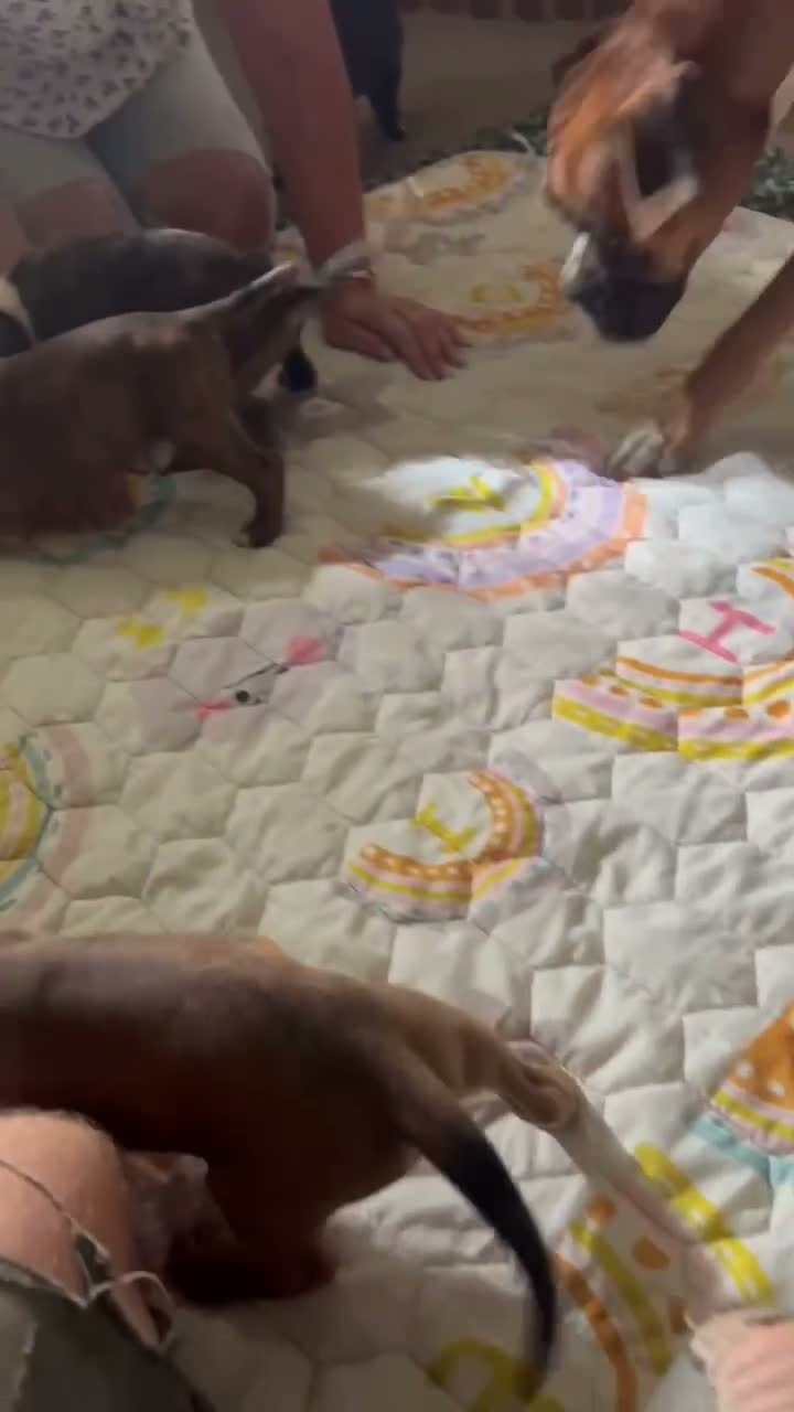 Boxer dogs for sale: Only 1 girl left - Video 2