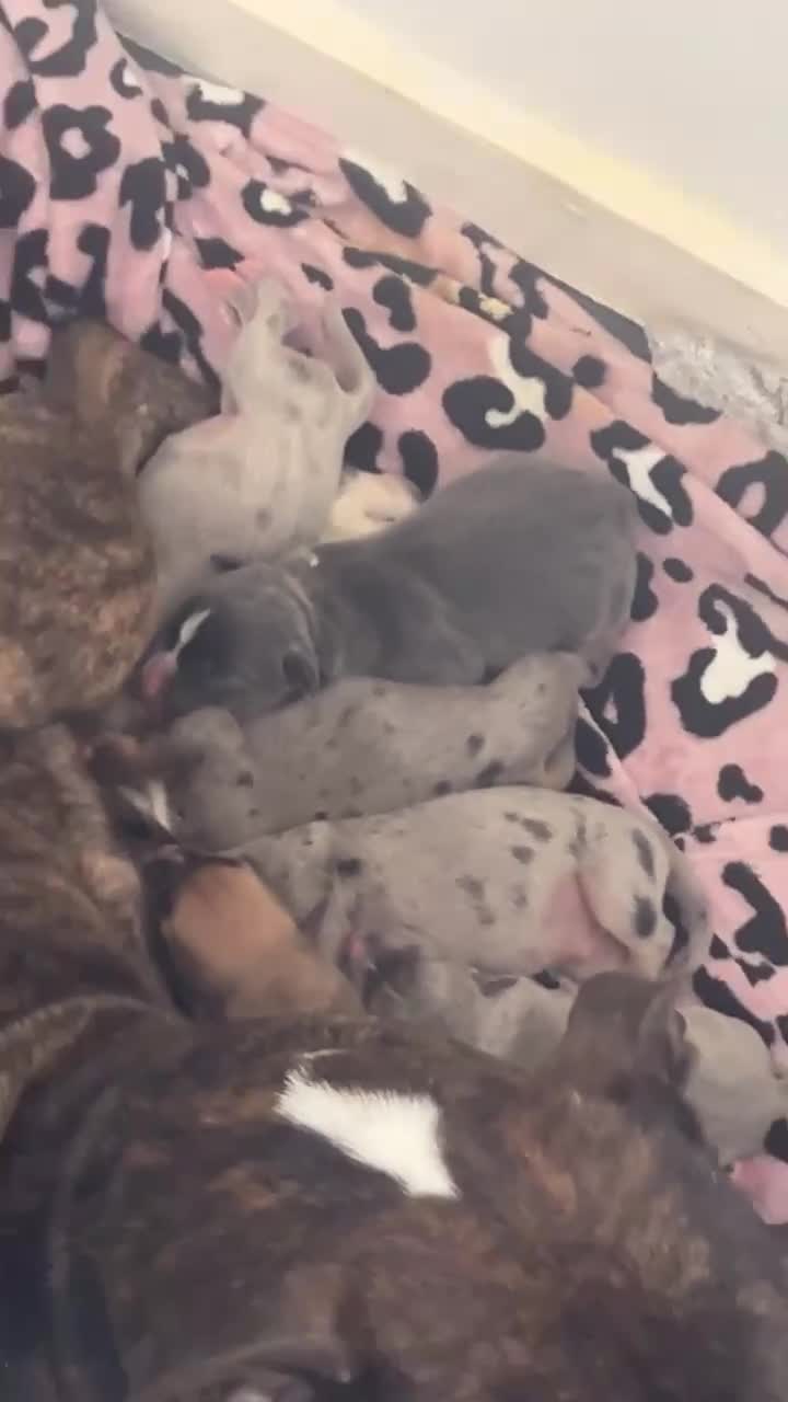 Mixed Breed dogs for sale: Staffy x bully  - Video 1