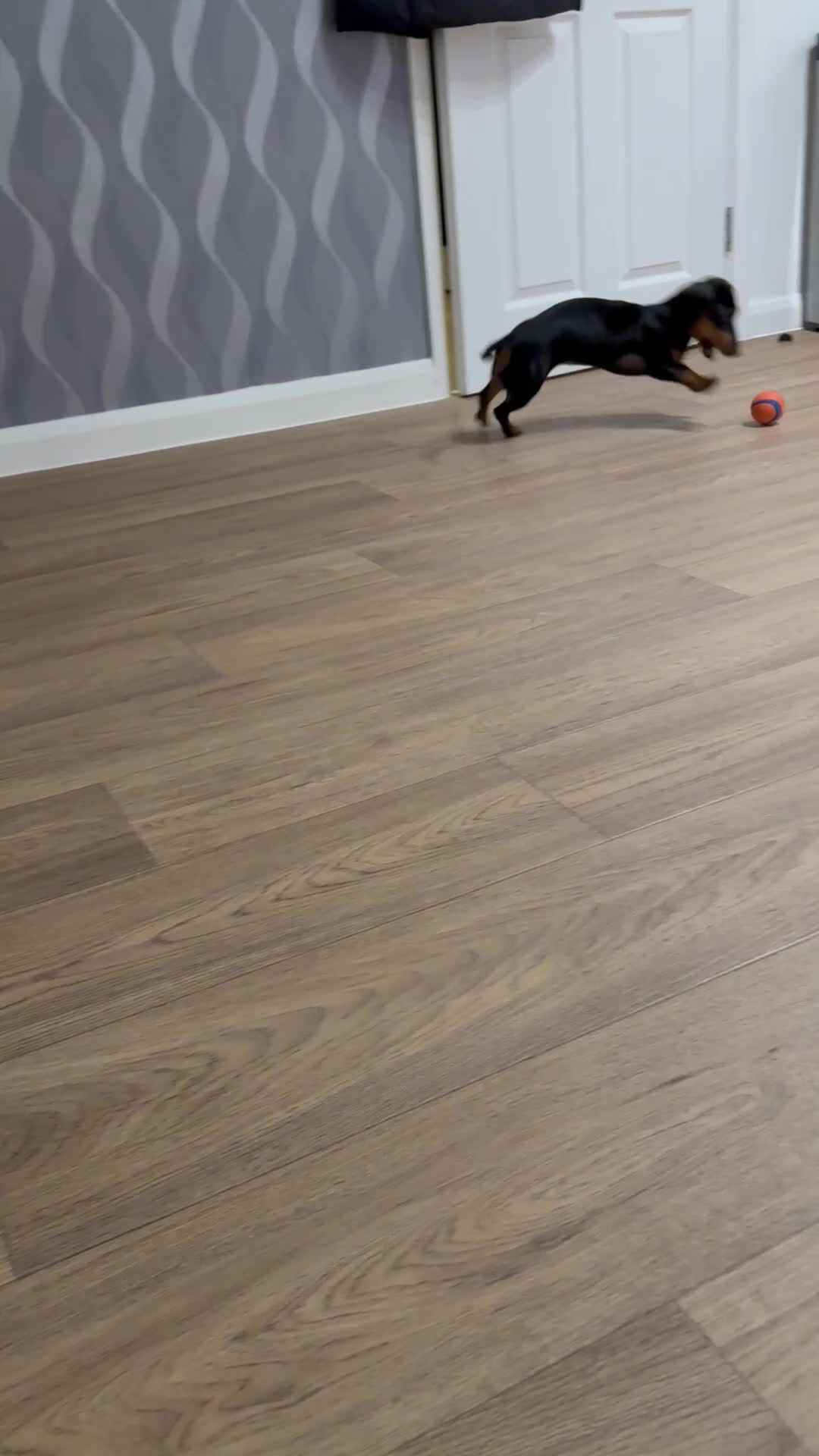 Miniature Dachshund dogs for sale: Beautiful 7 month old female miniature dachshund  - Video 2