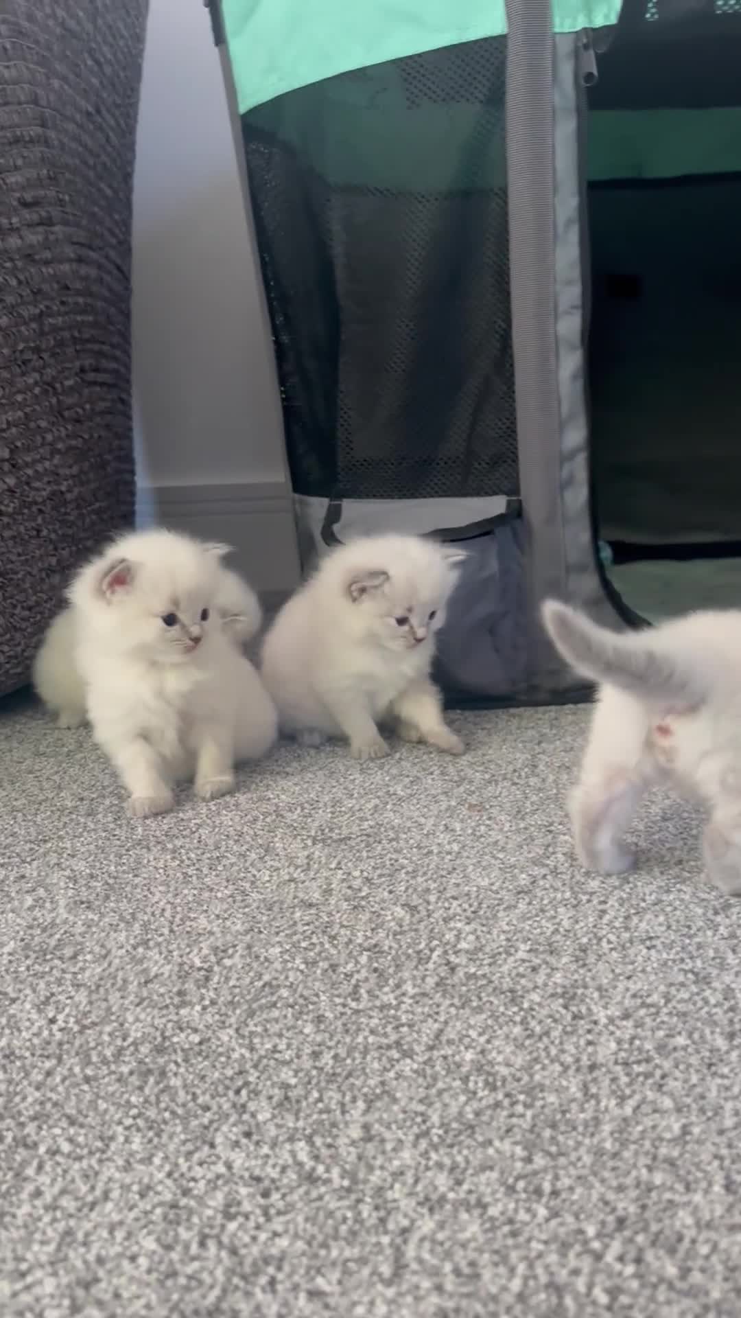 Ragdoll cats for sale: Lynx fluffballs❤️ - Video 1
