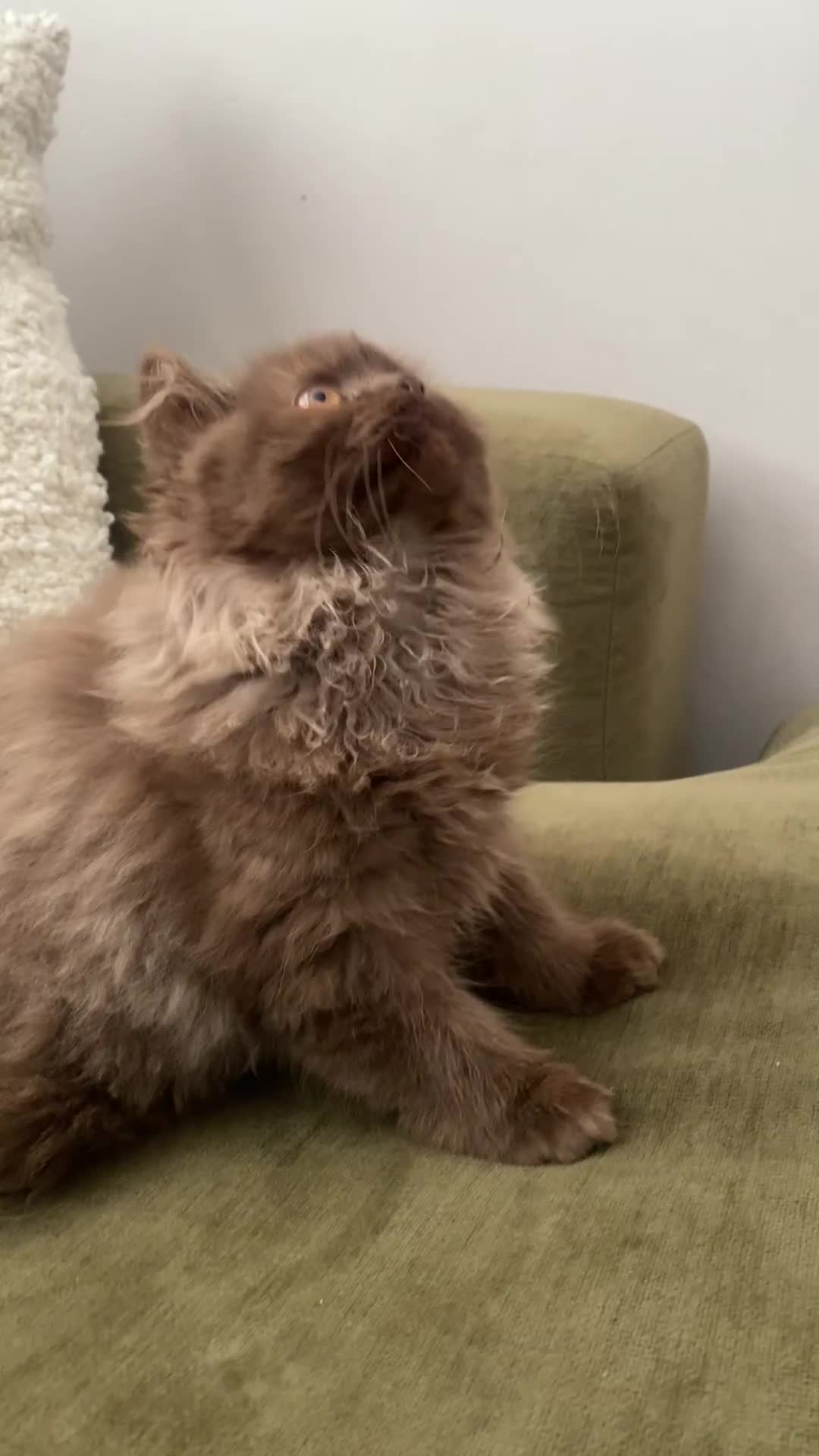 British Shorthair cats for sale: Chocolate and Red British Shorthair and Longhair - Video 2