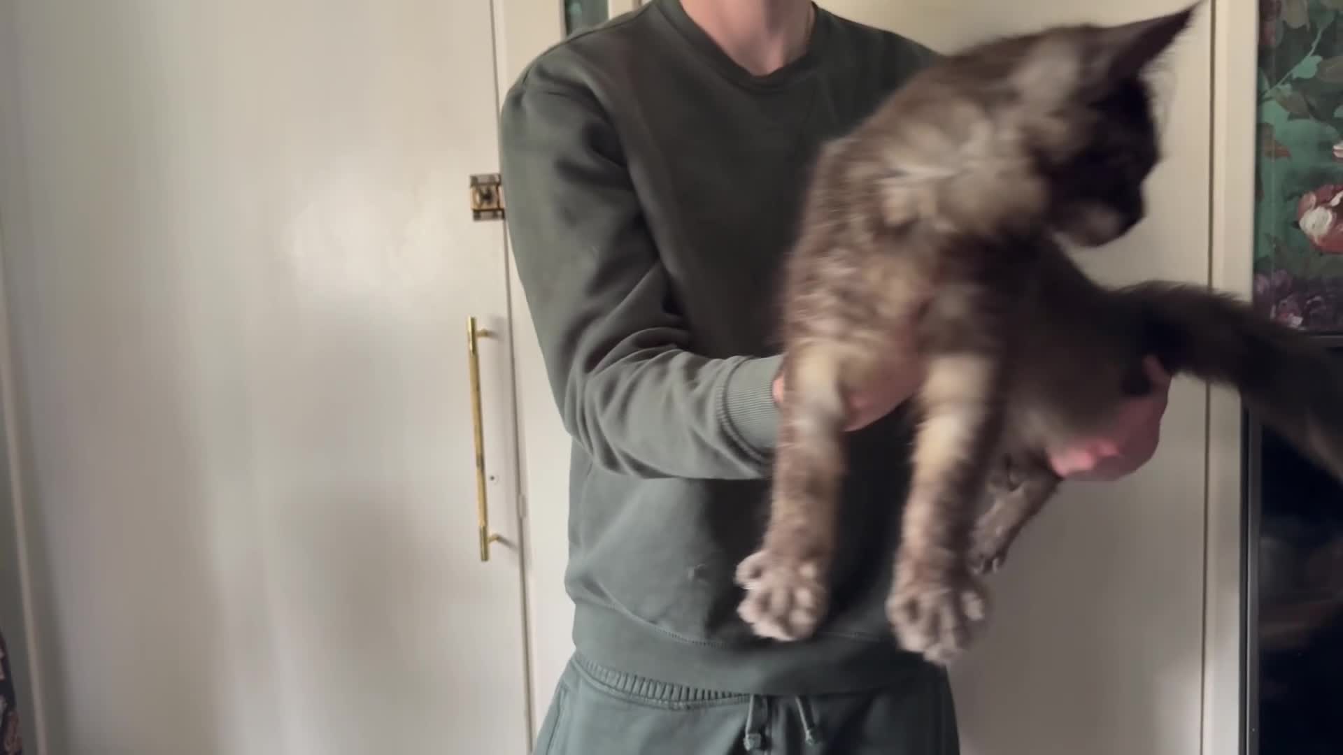 Maine Coon cats for sale: TICA registered European Maine coons  - Video 1